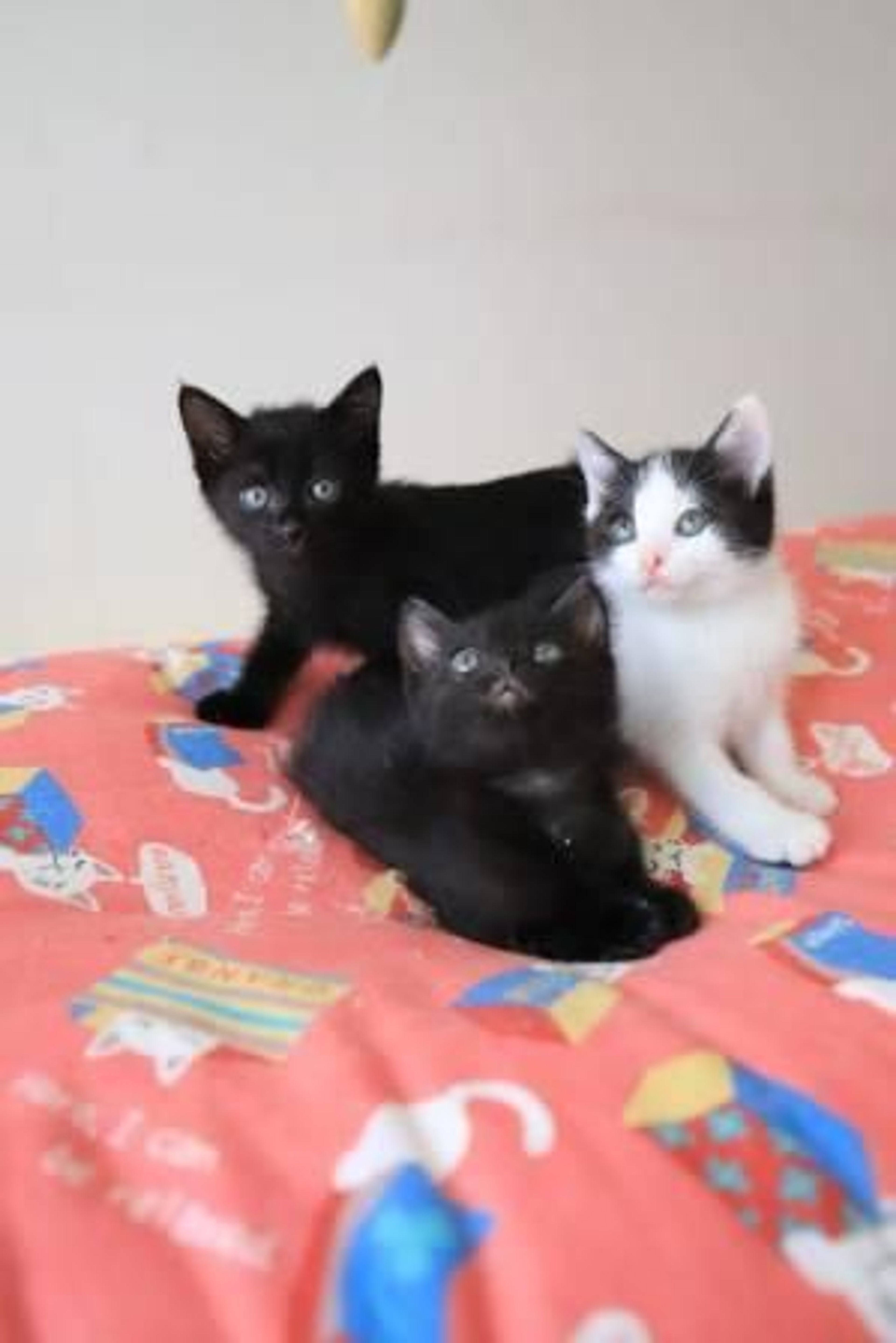 pet-image-4