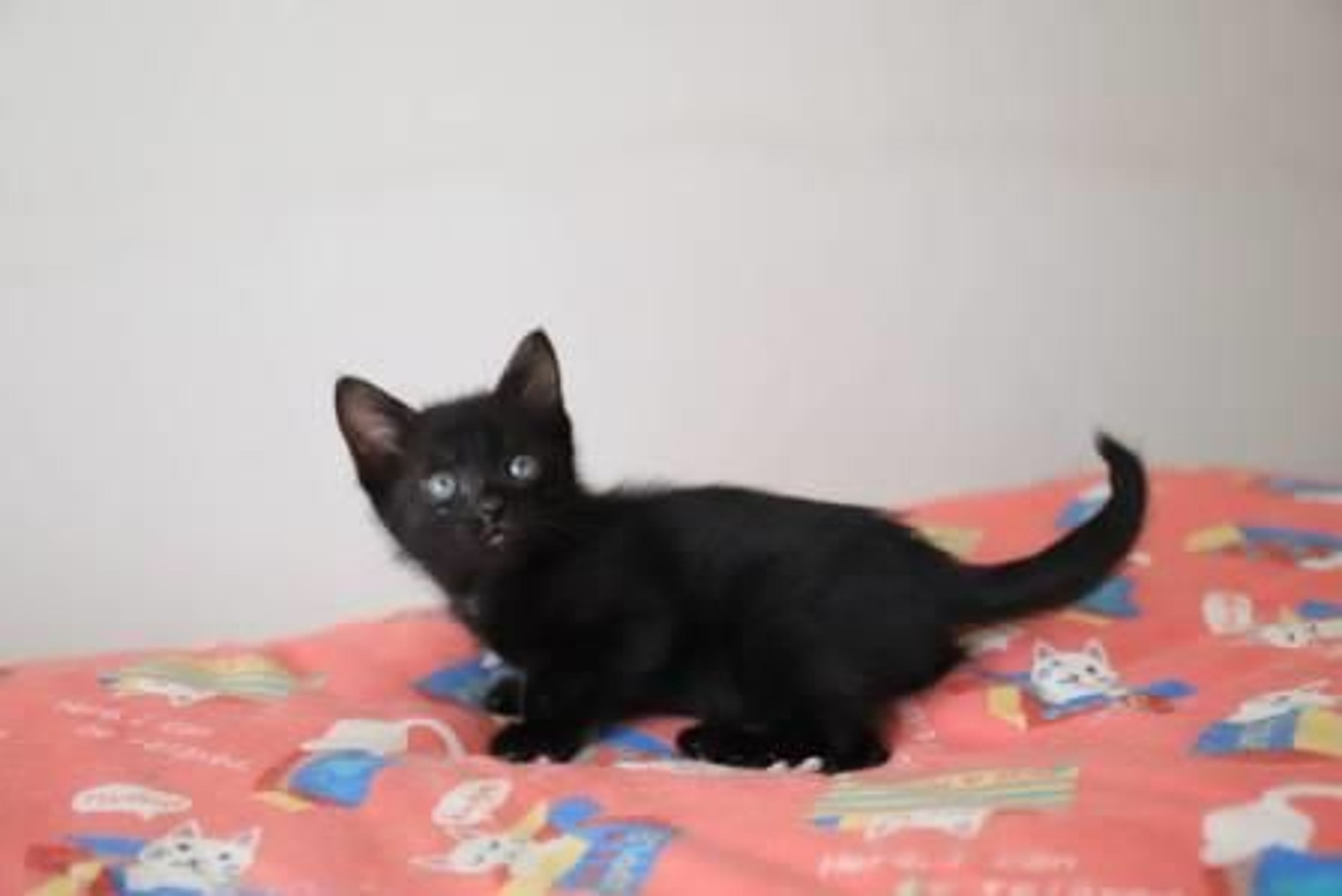 pet-image-3