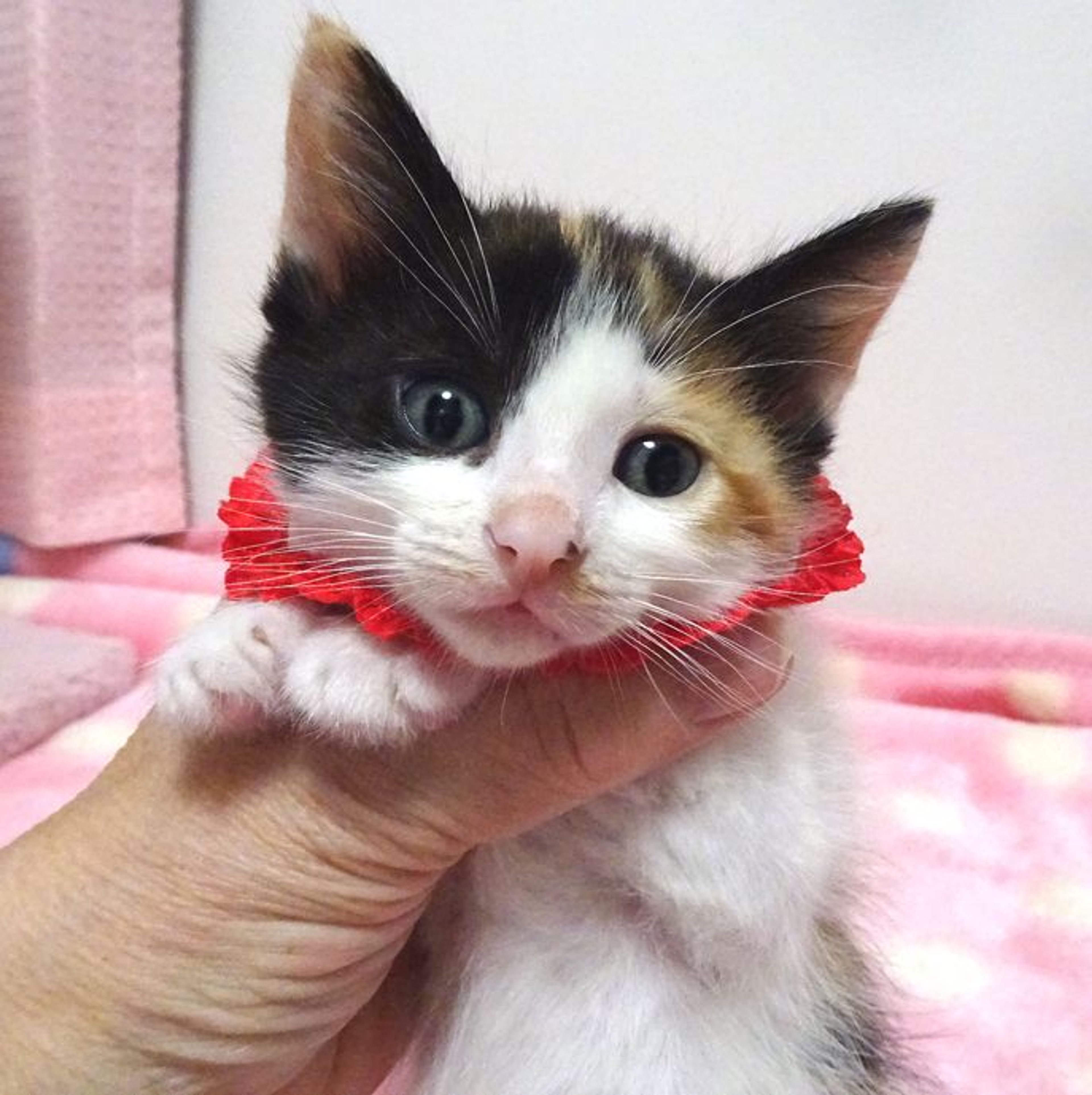 雑種（ミックス猫）・メスの里親募集の写真