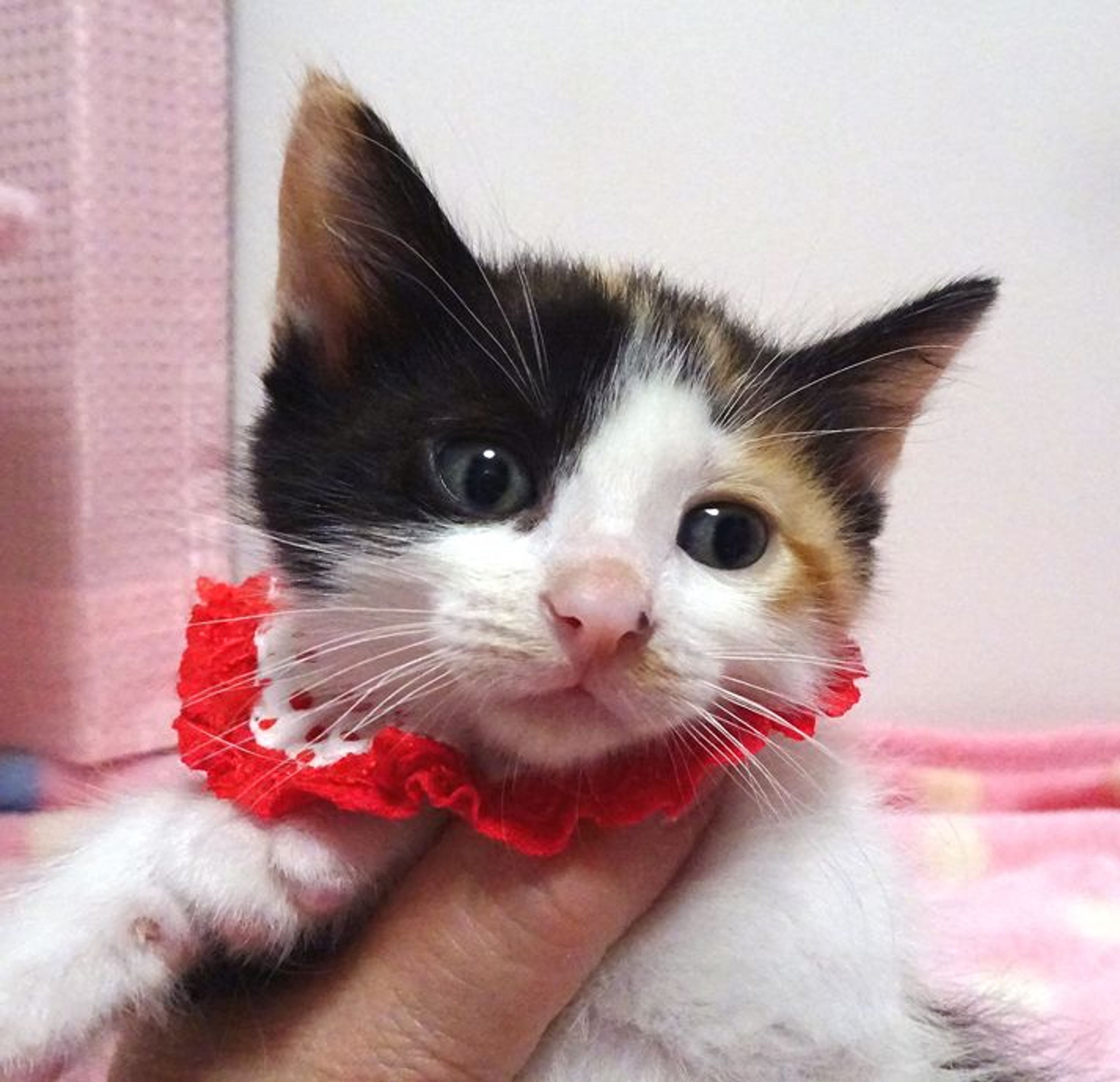 pet-image-3