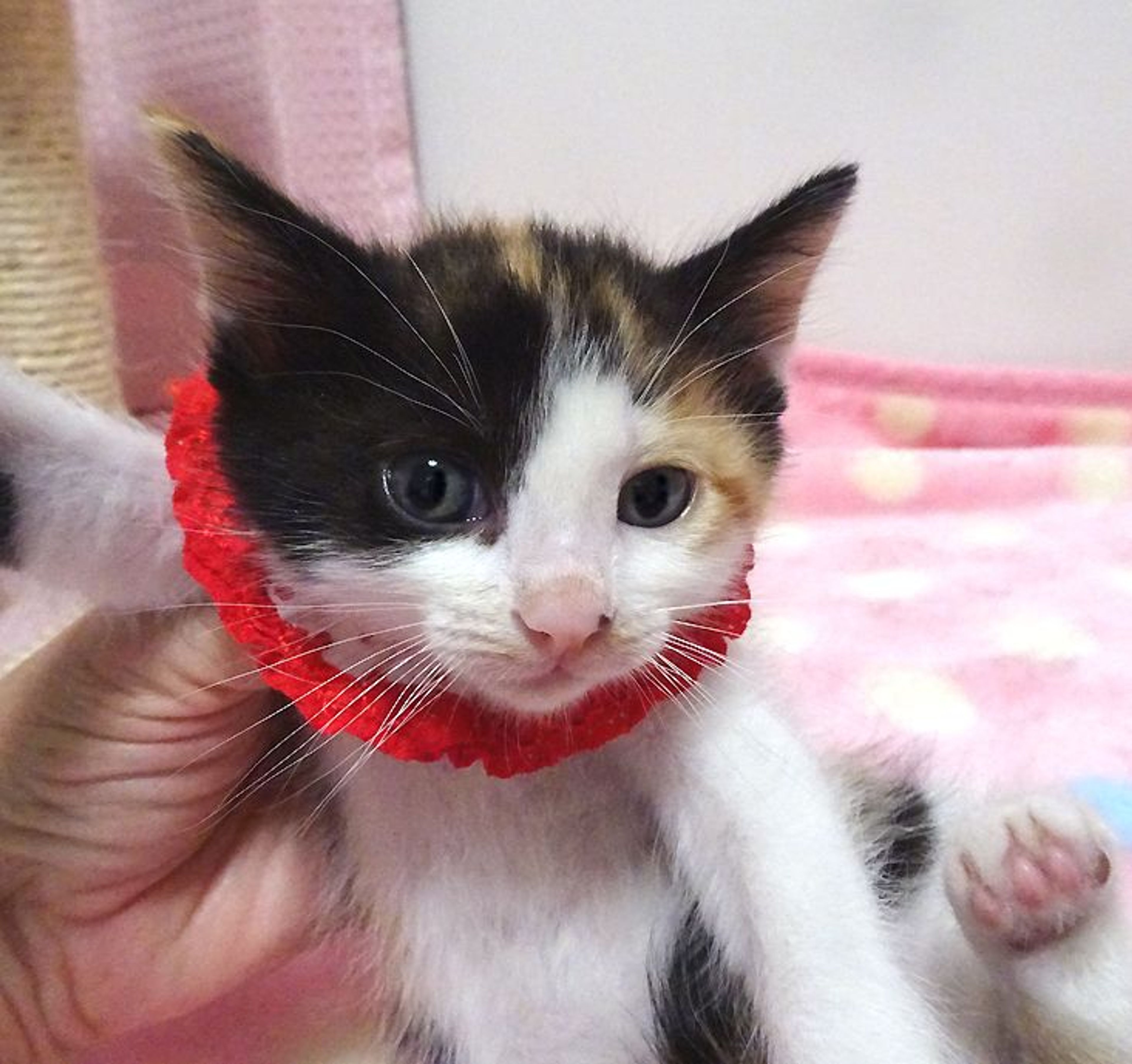pet-image-5