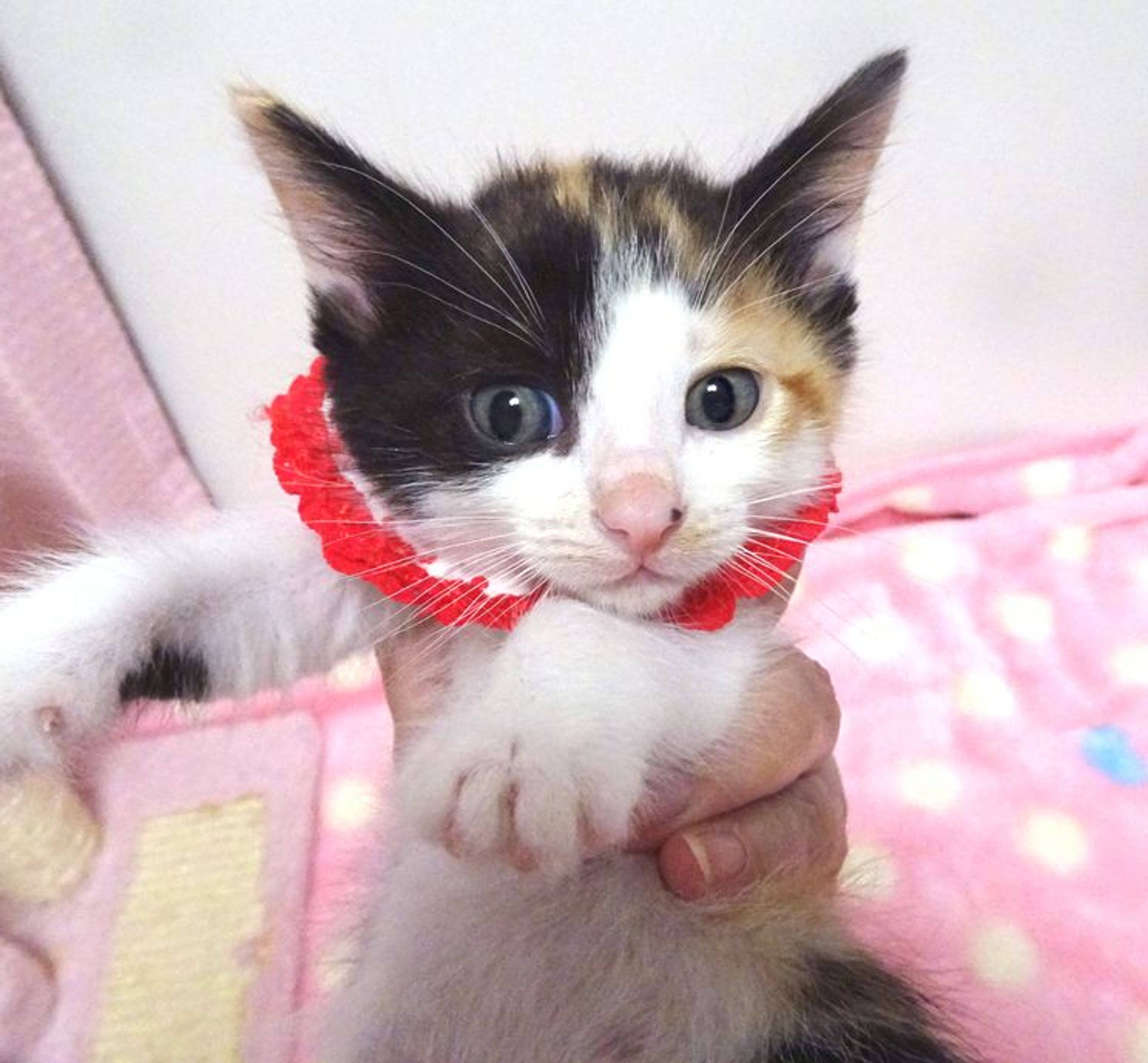 pet-image-6