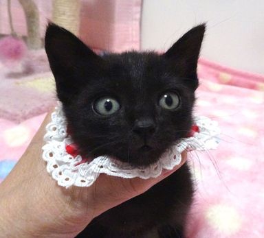 ももクロちゃんの写真