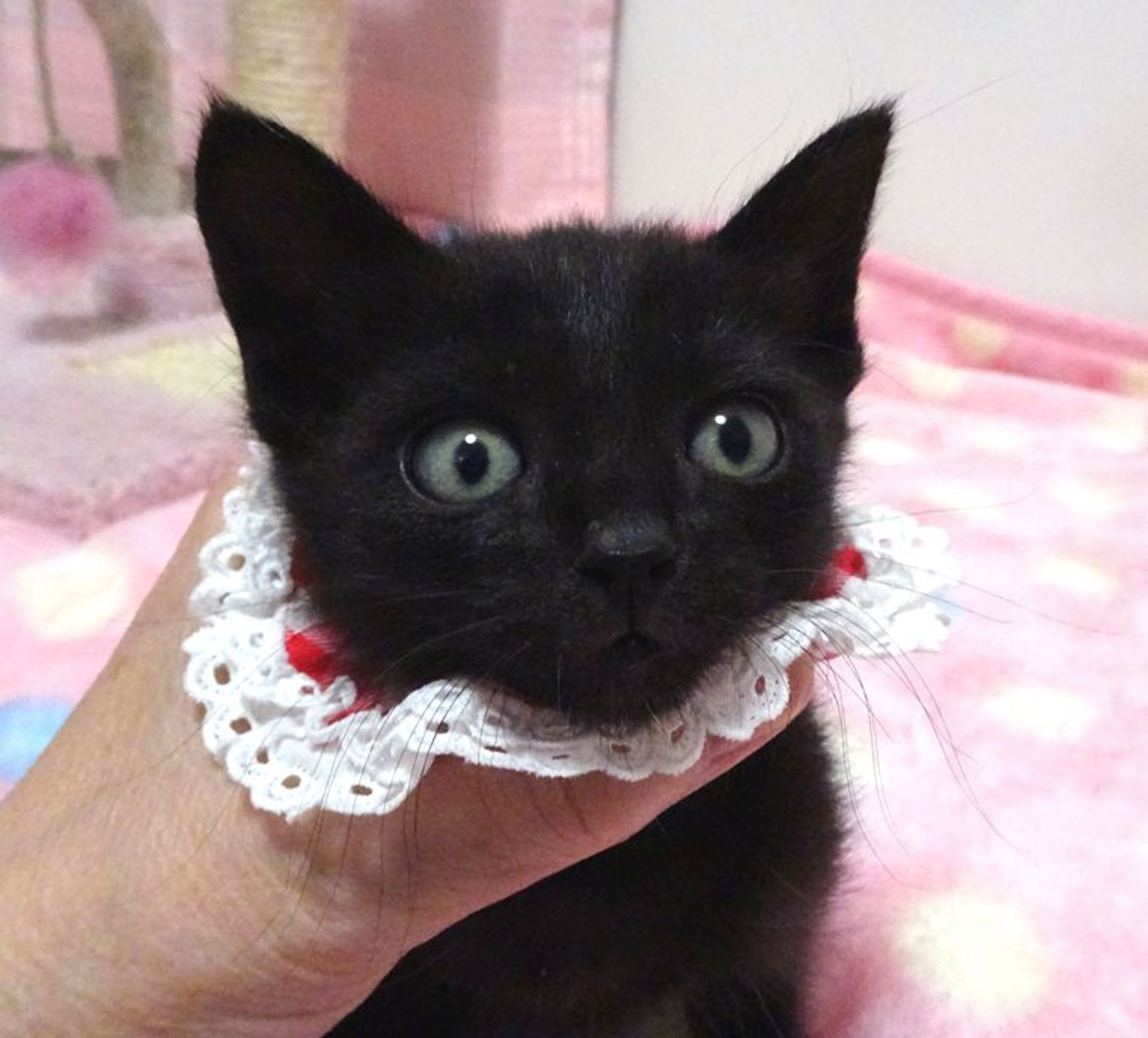 雑種（ミックス猫）・メスの里親募集の写真