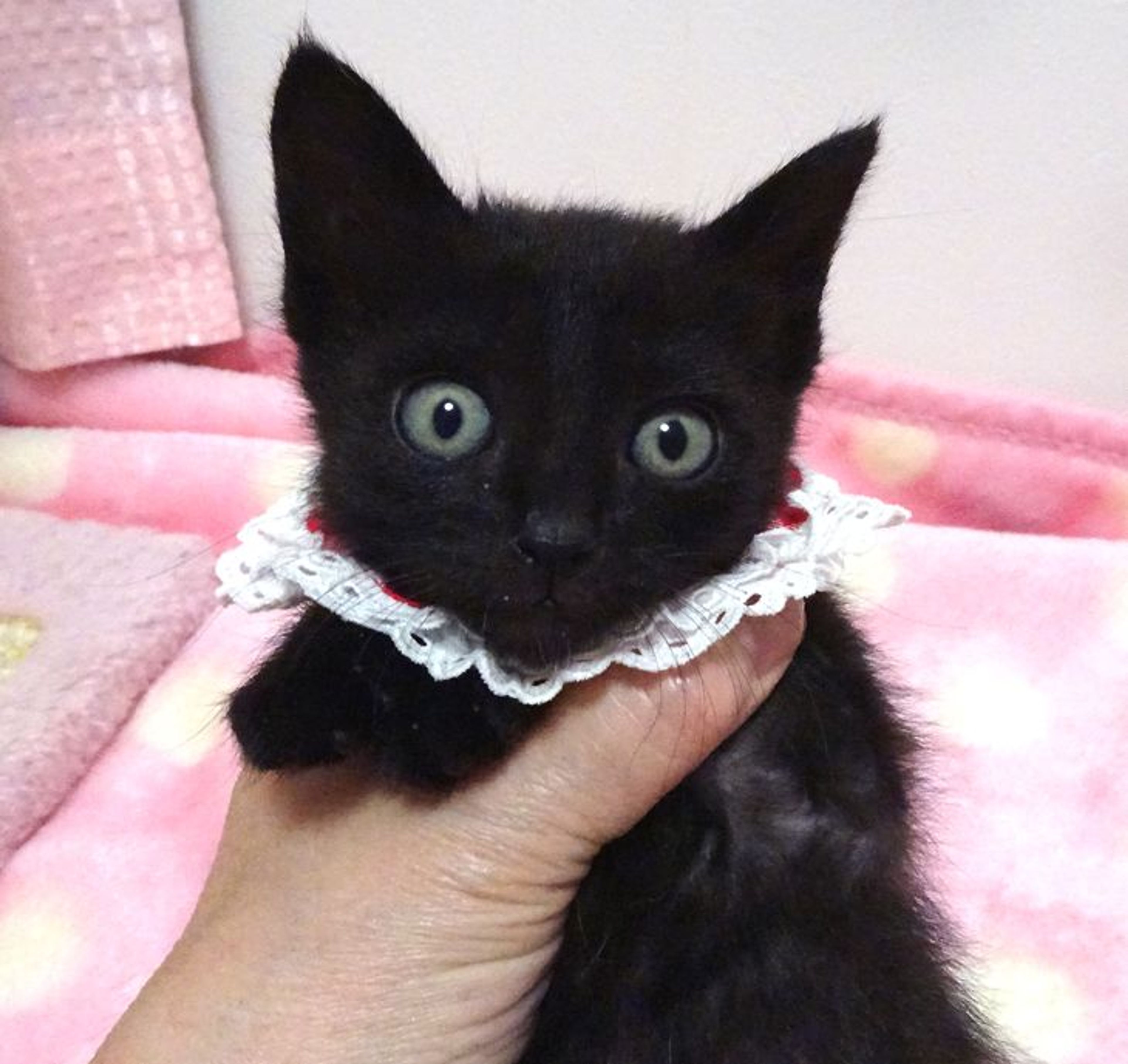 pet-image-2