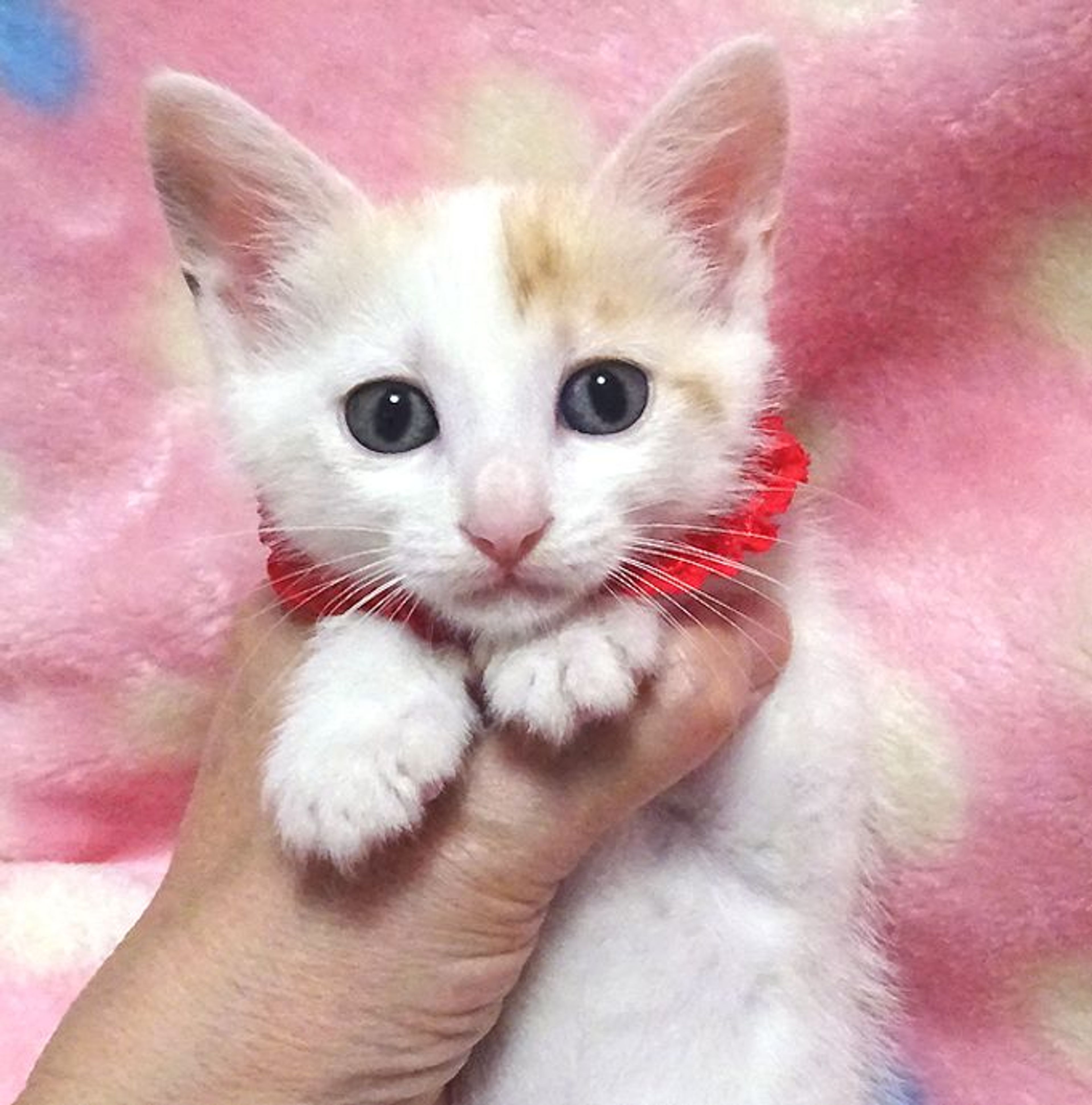 雑種（ミックス猫）・メスの里親募集の写真