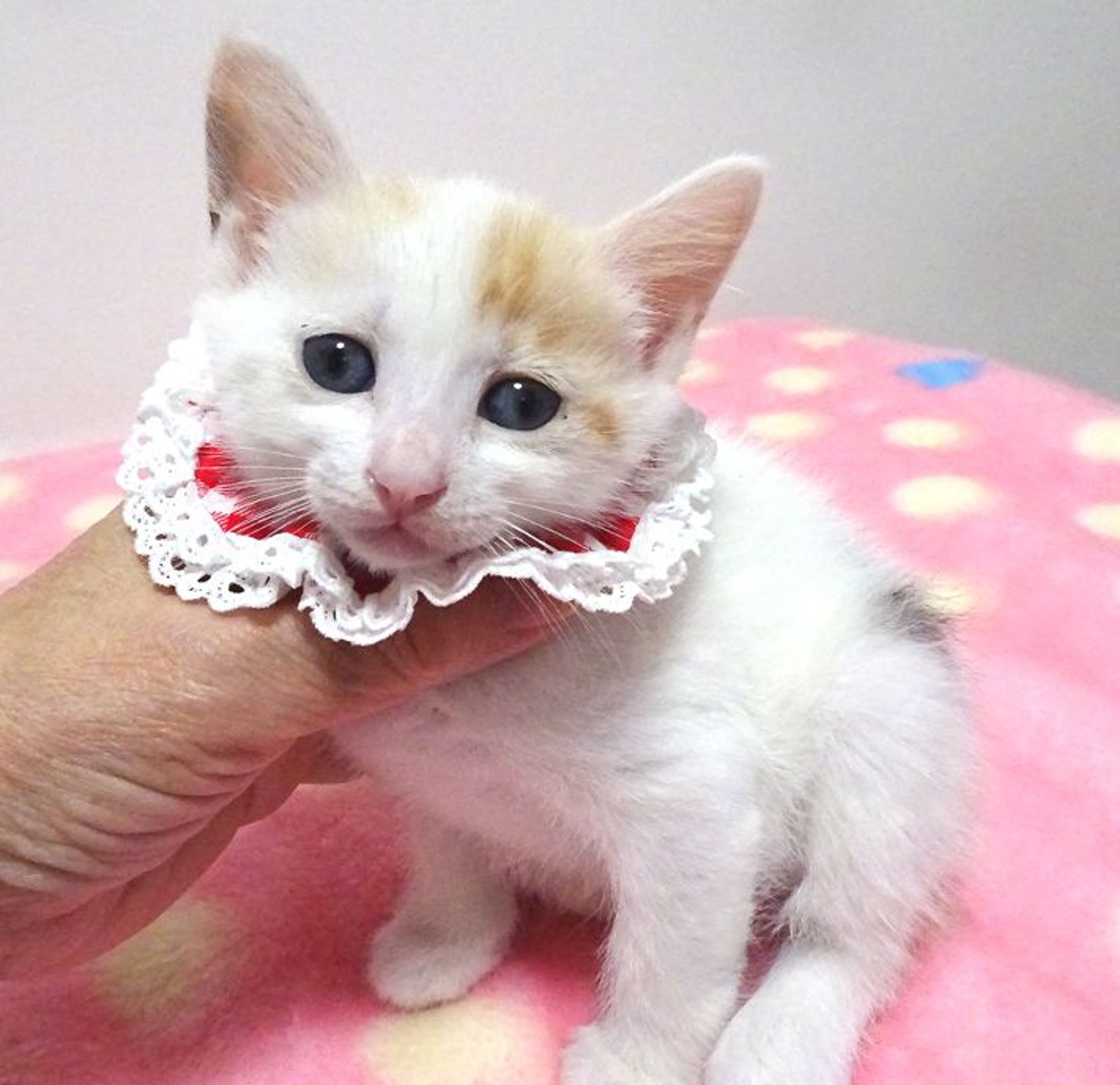 pet-image-3