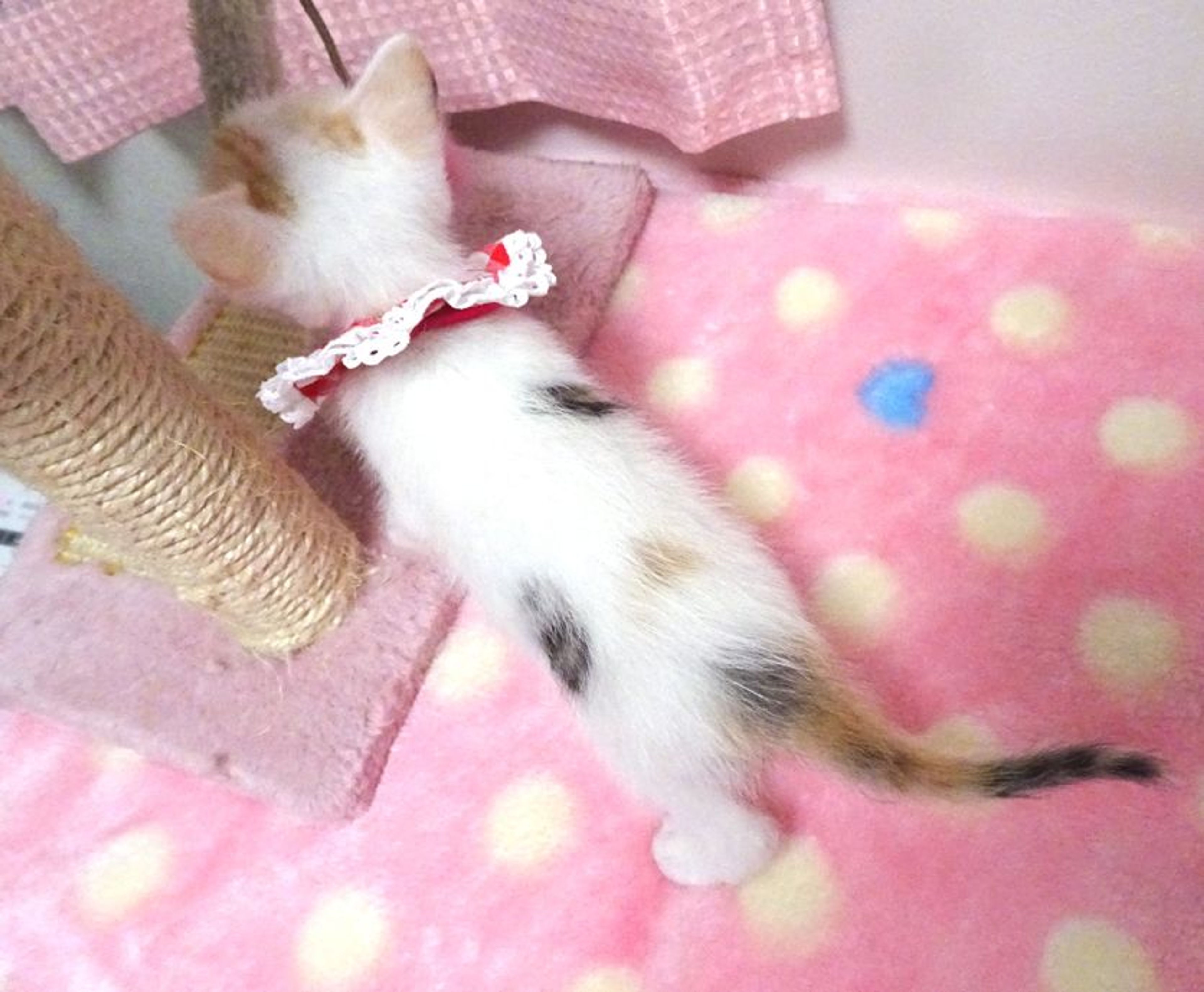 pet-image-4