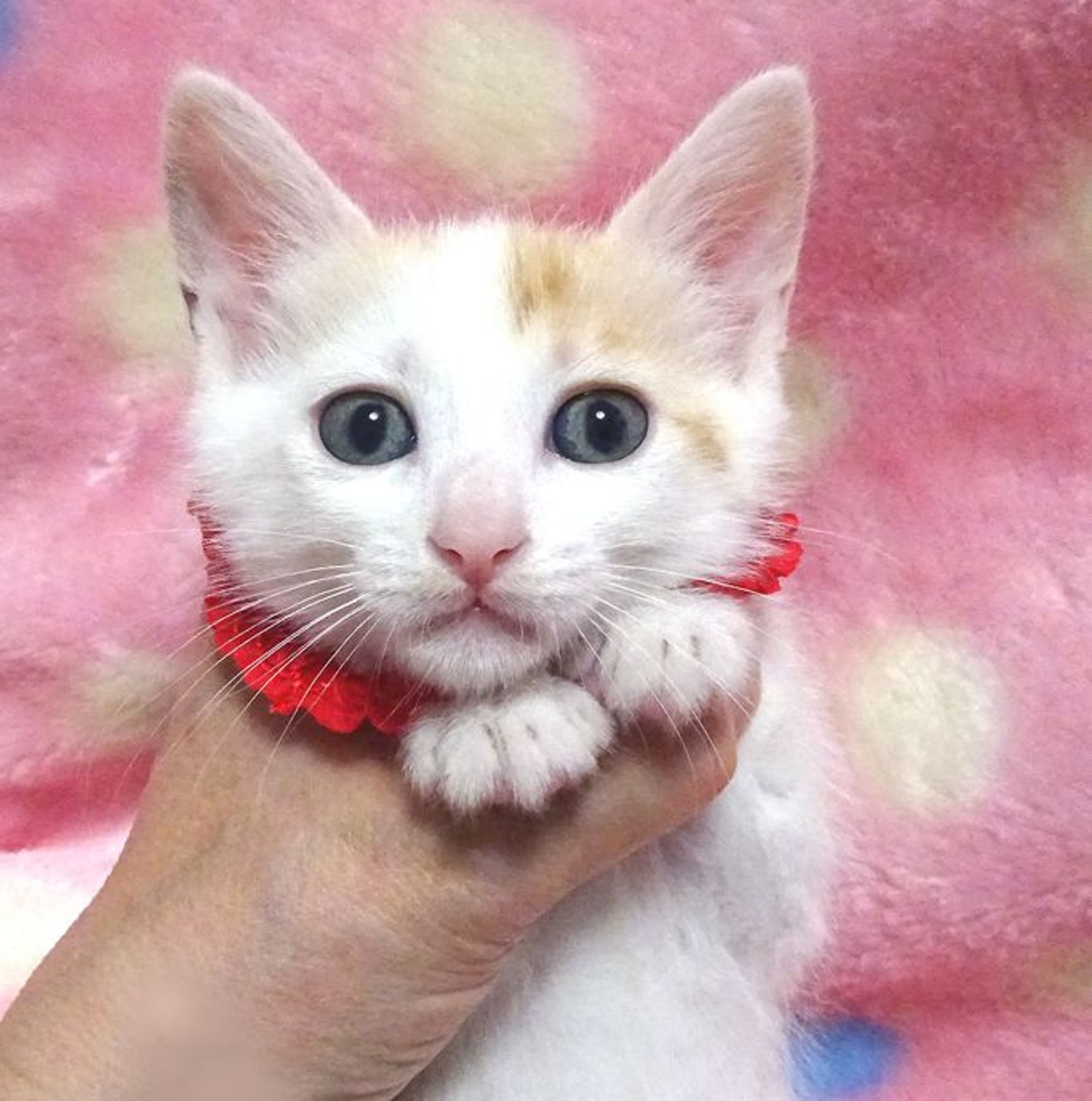 pet-image-5