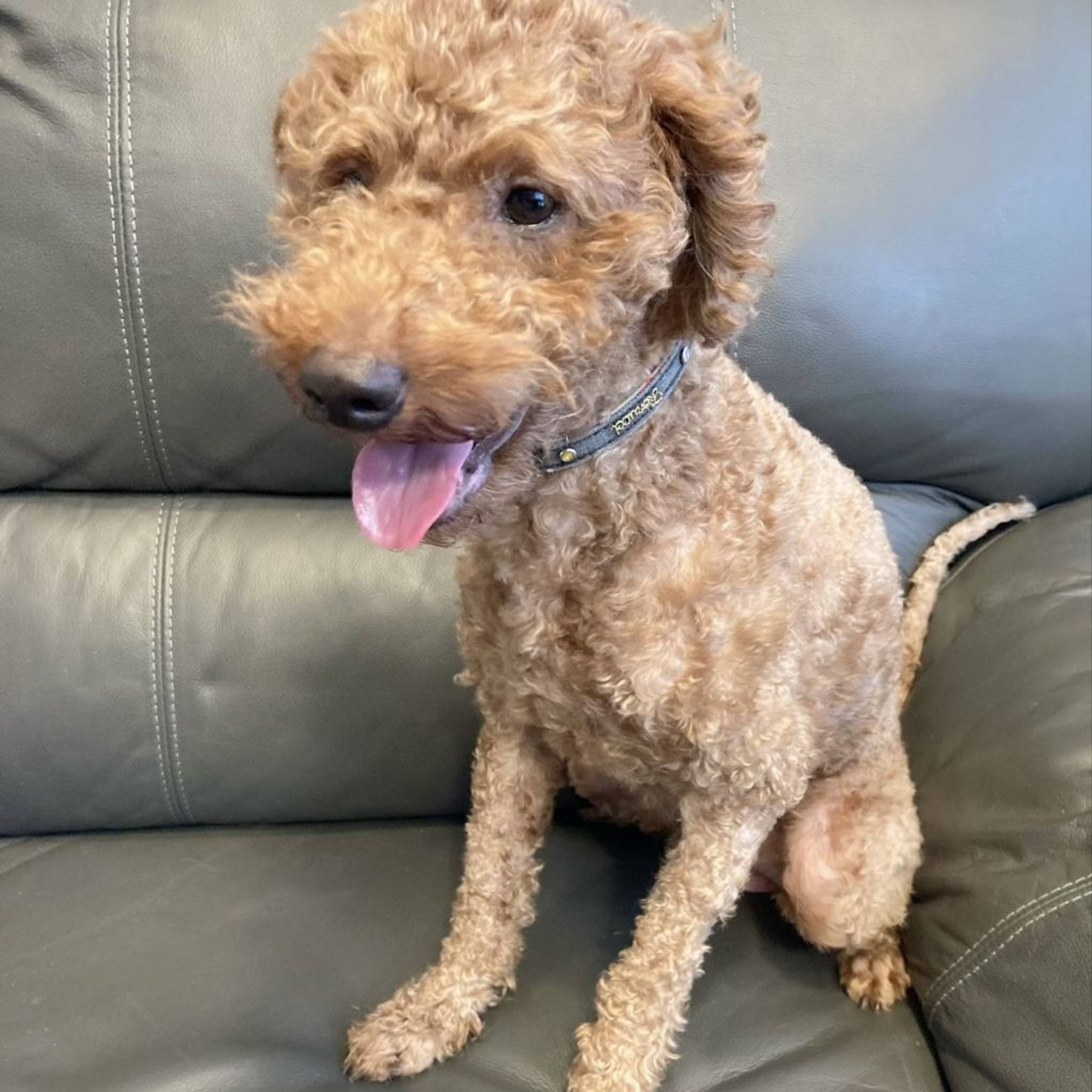 トイプードル・オスの里親募集の写真