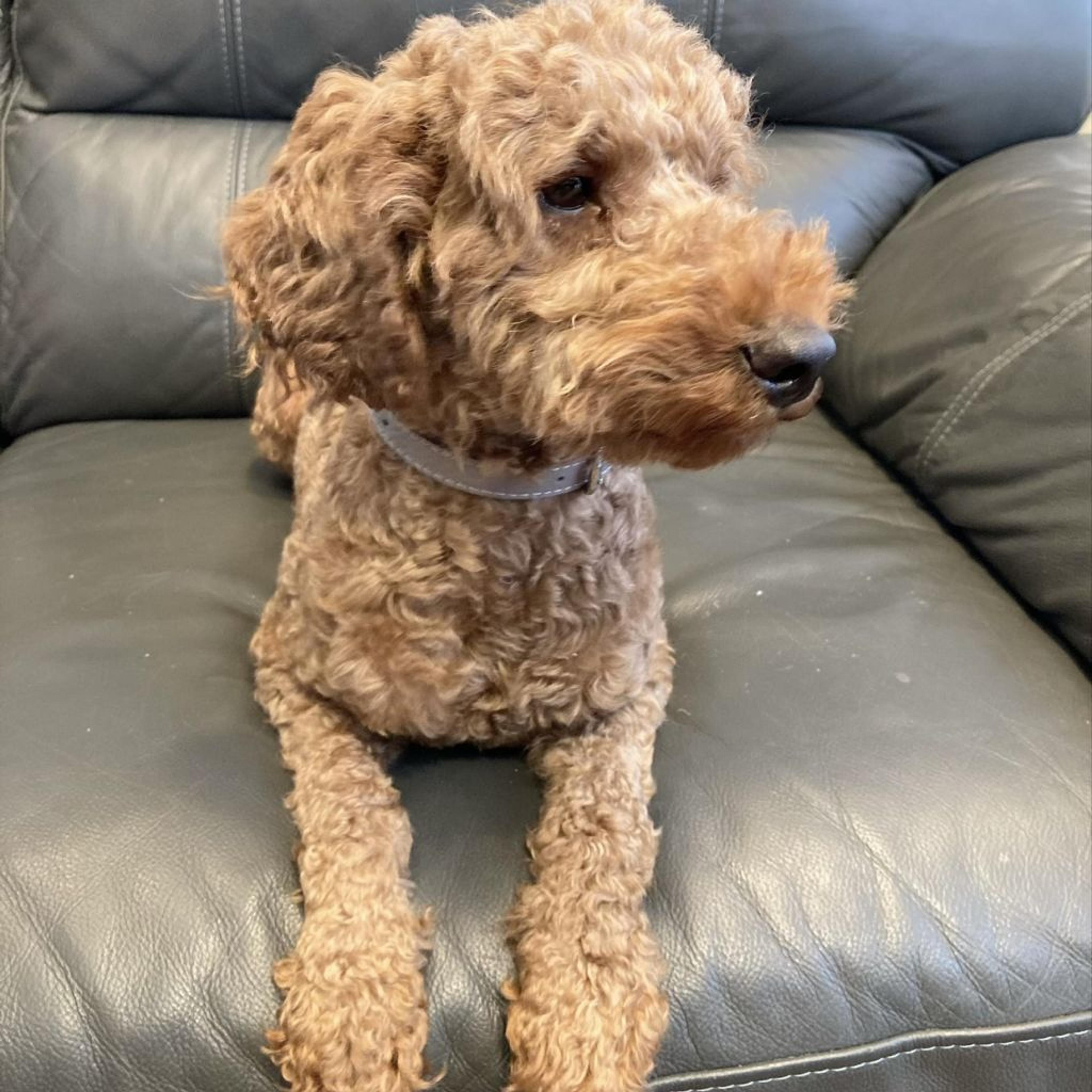 pet-image-2