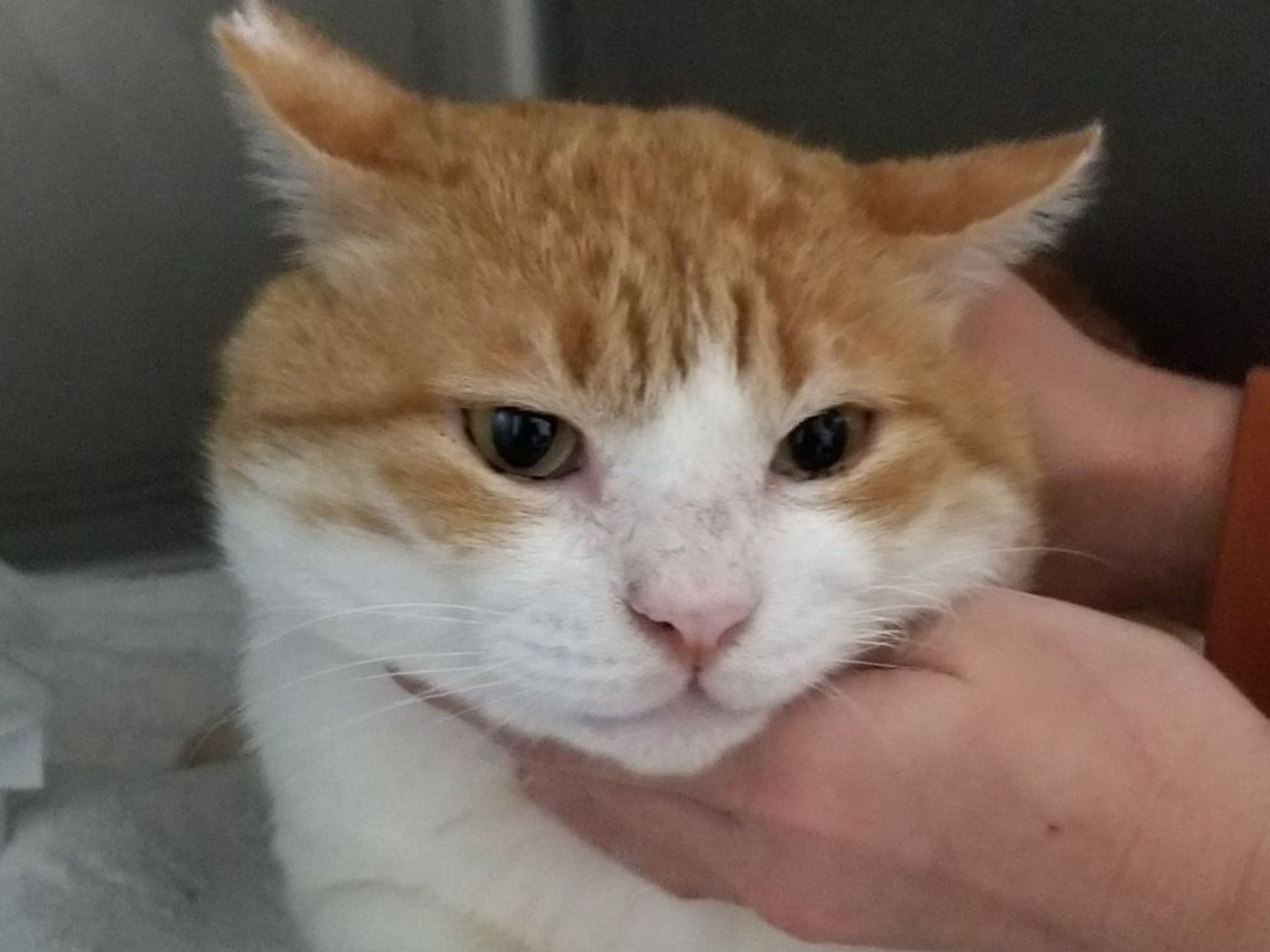 雑種（ミックス猫）・オスの里親募集の写真