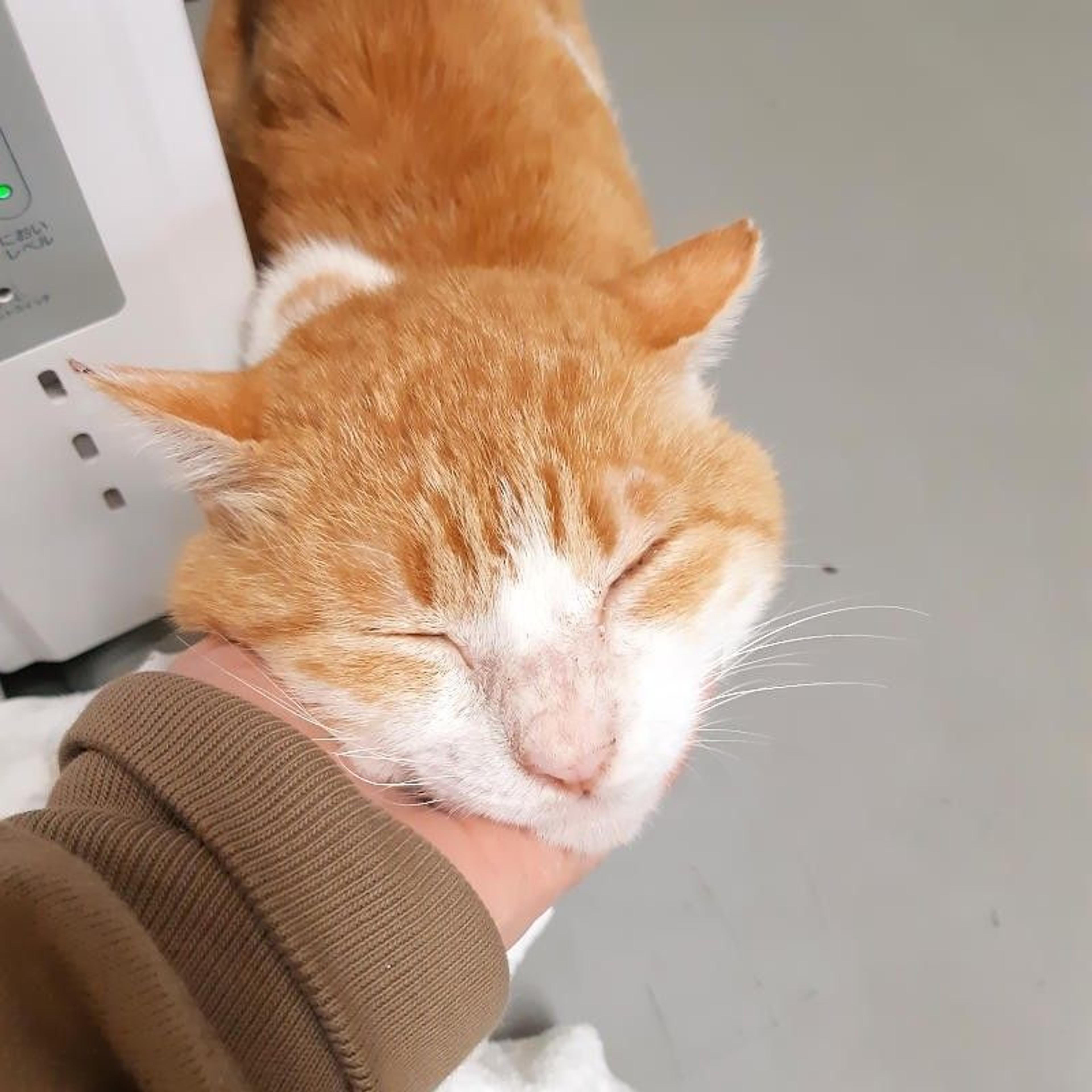 pet-image-2
