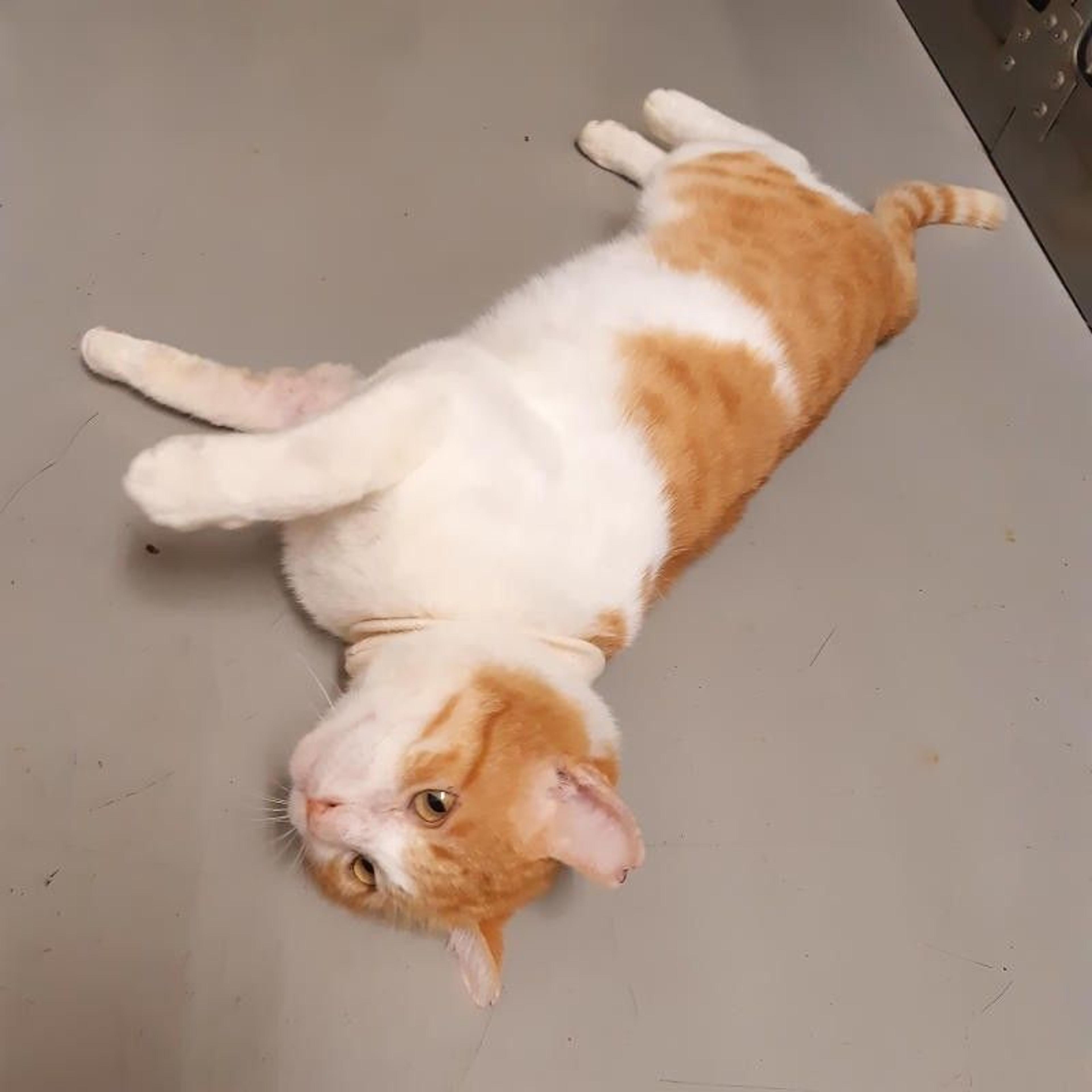 pet-image-3