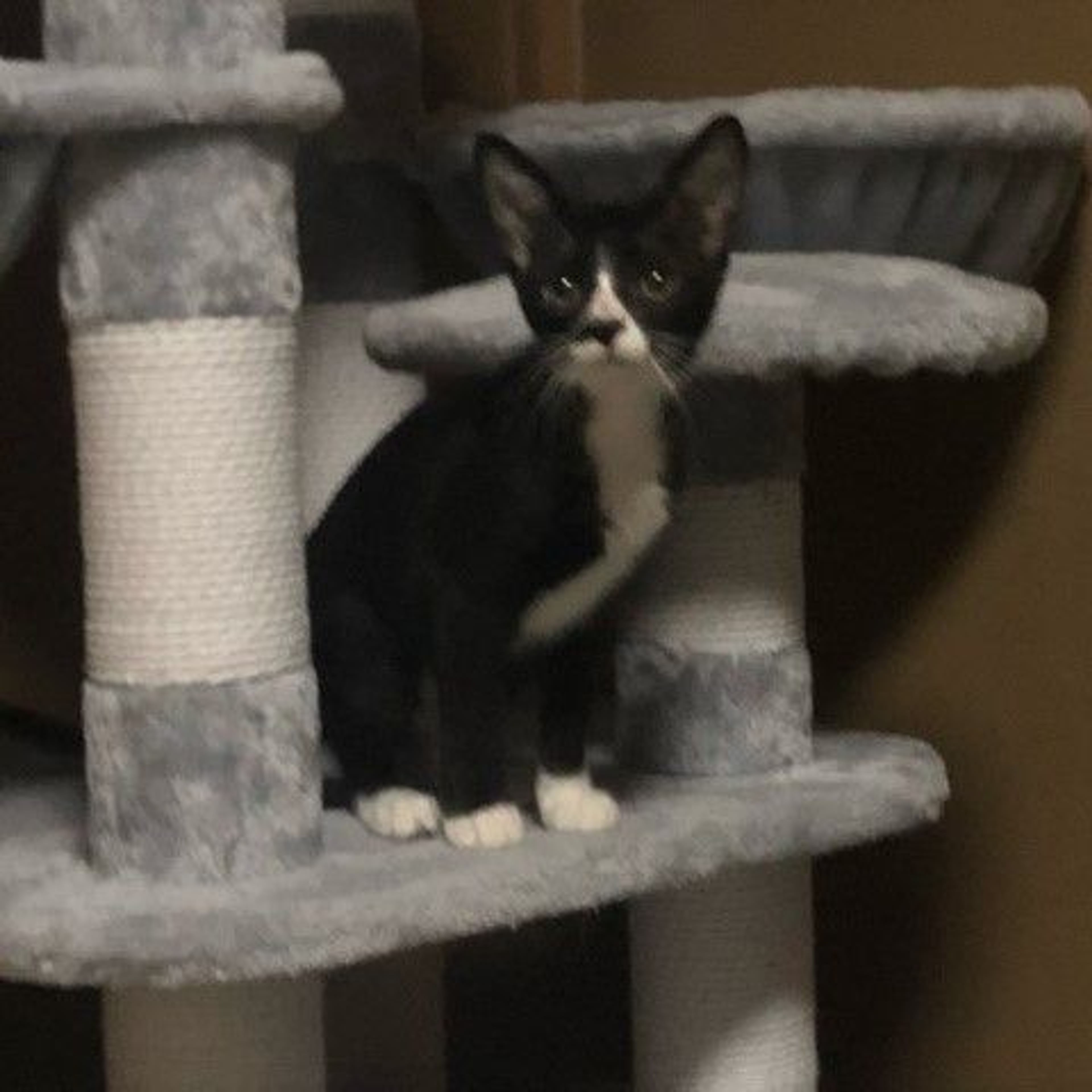 pet-image-3