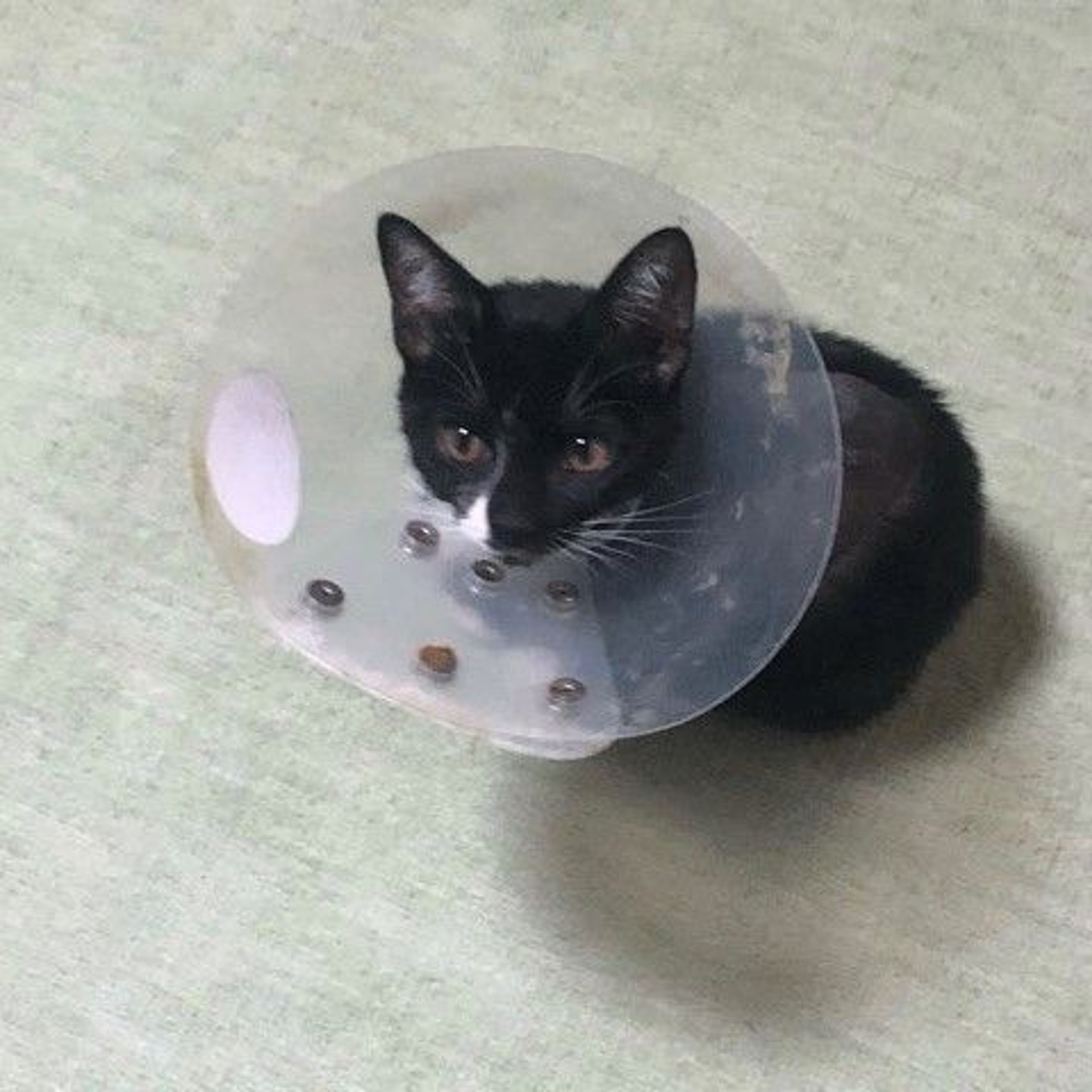 pet-image-2