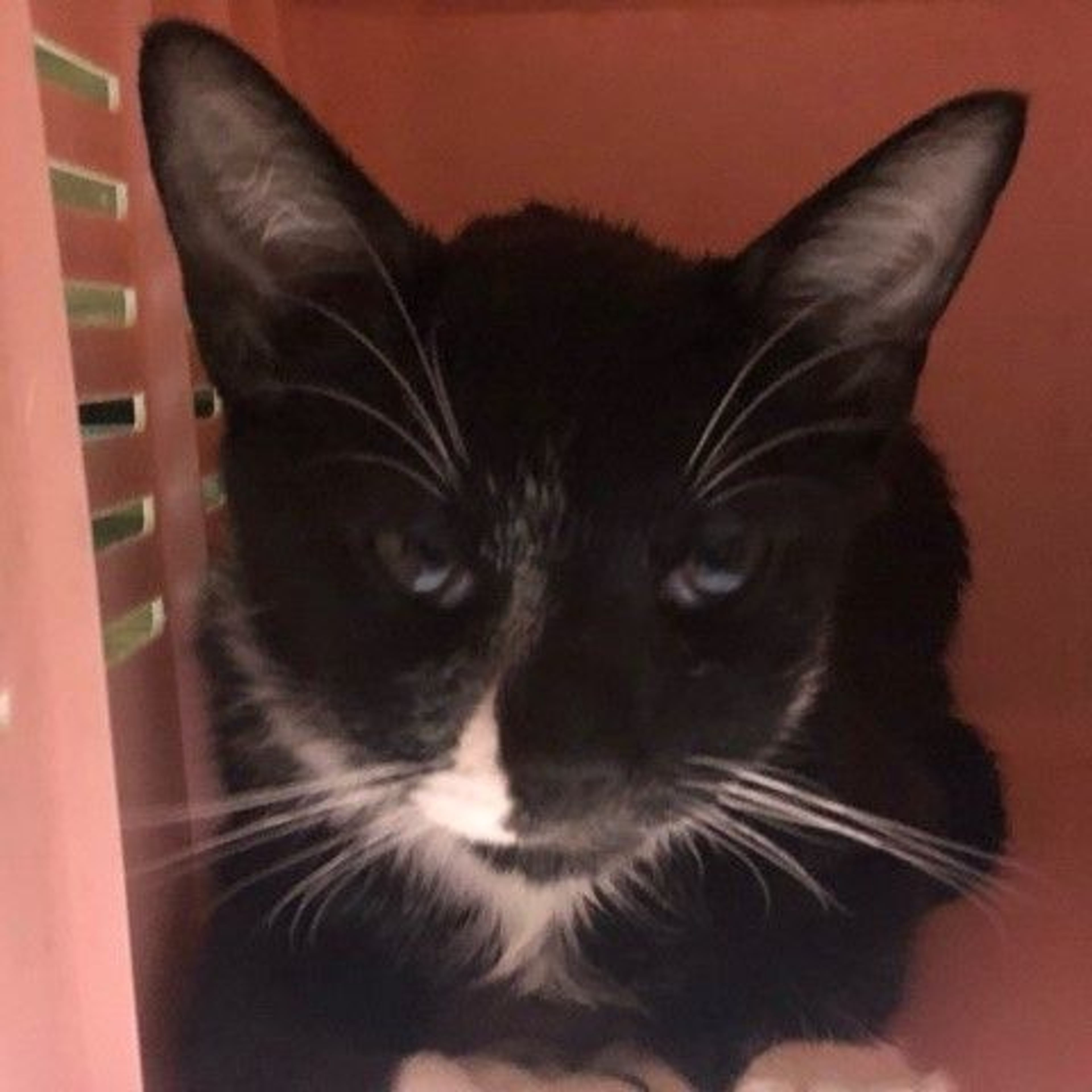 pet-image-4