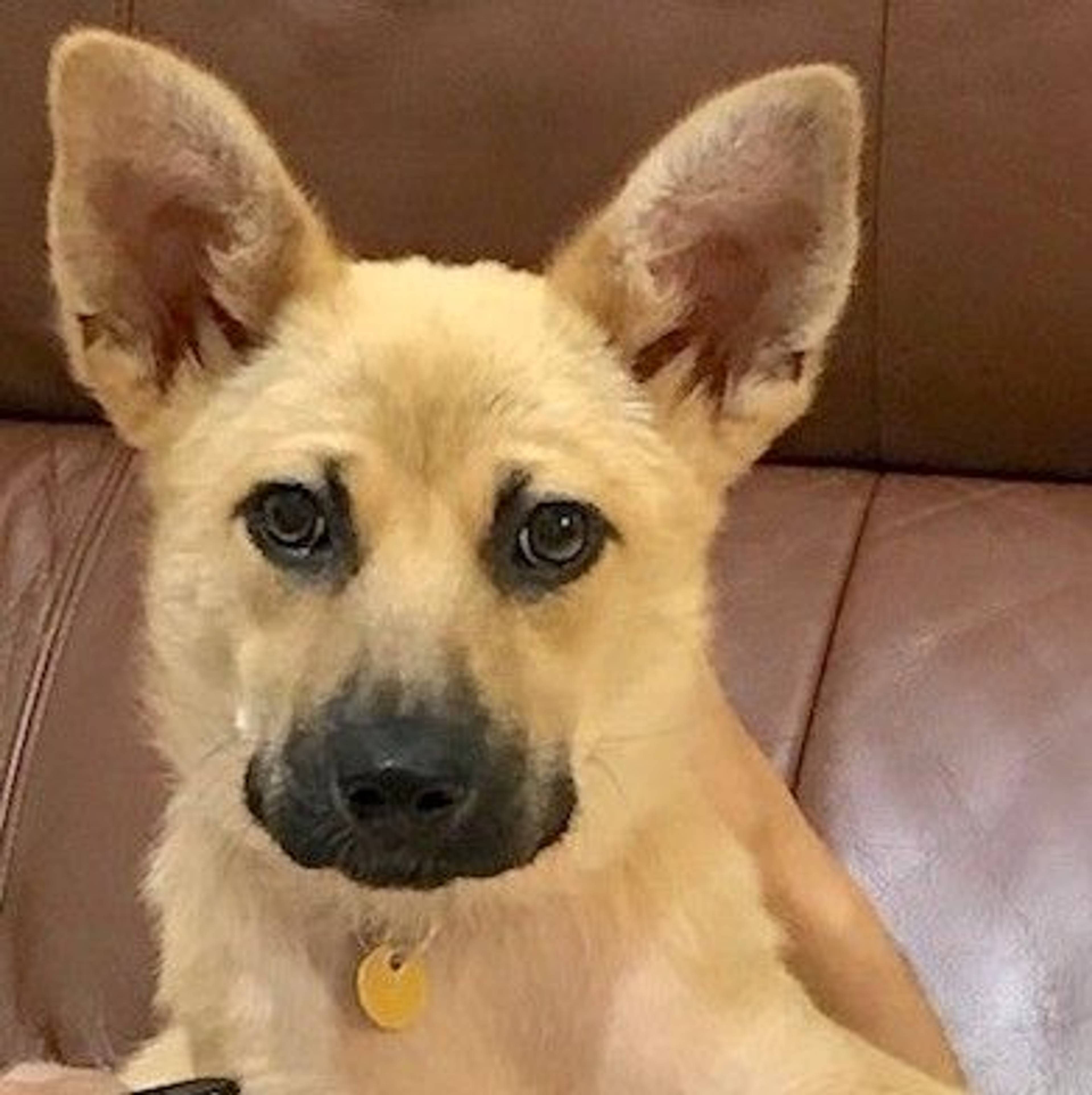 雑種（ミックス犬）・メスの里親募集の写真