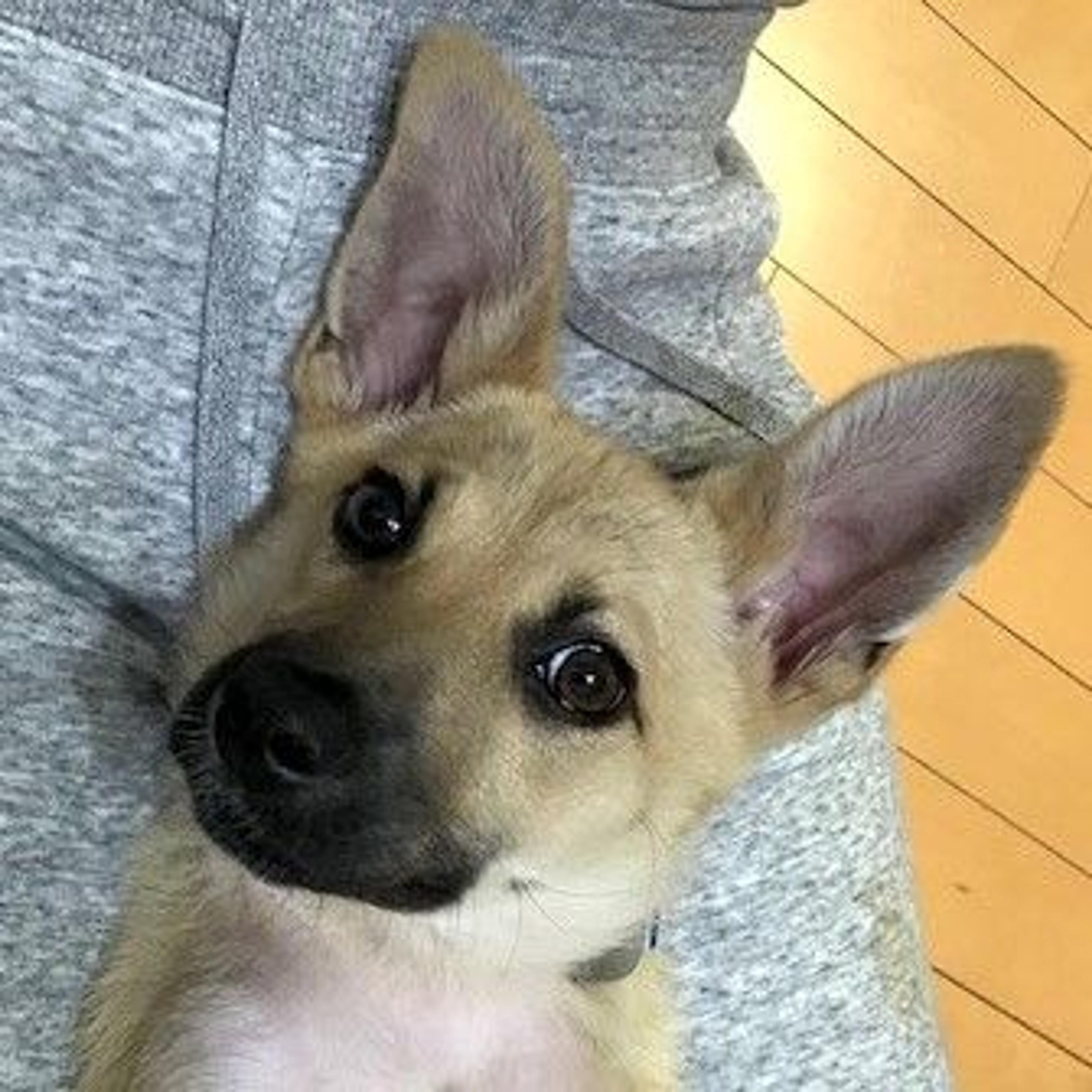pet-image-4