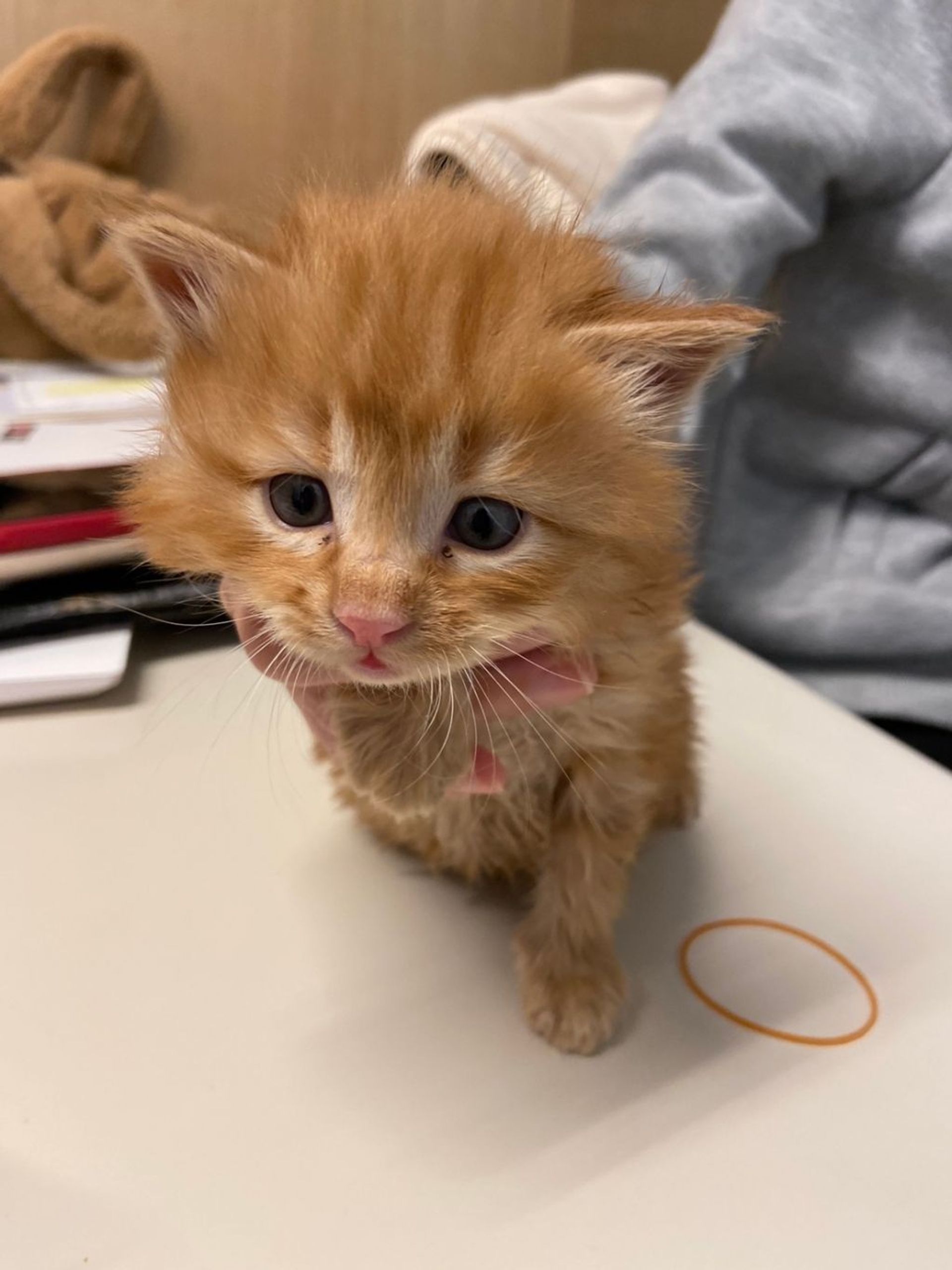 雑種（ミックス猫）・オスの里親募集の写真