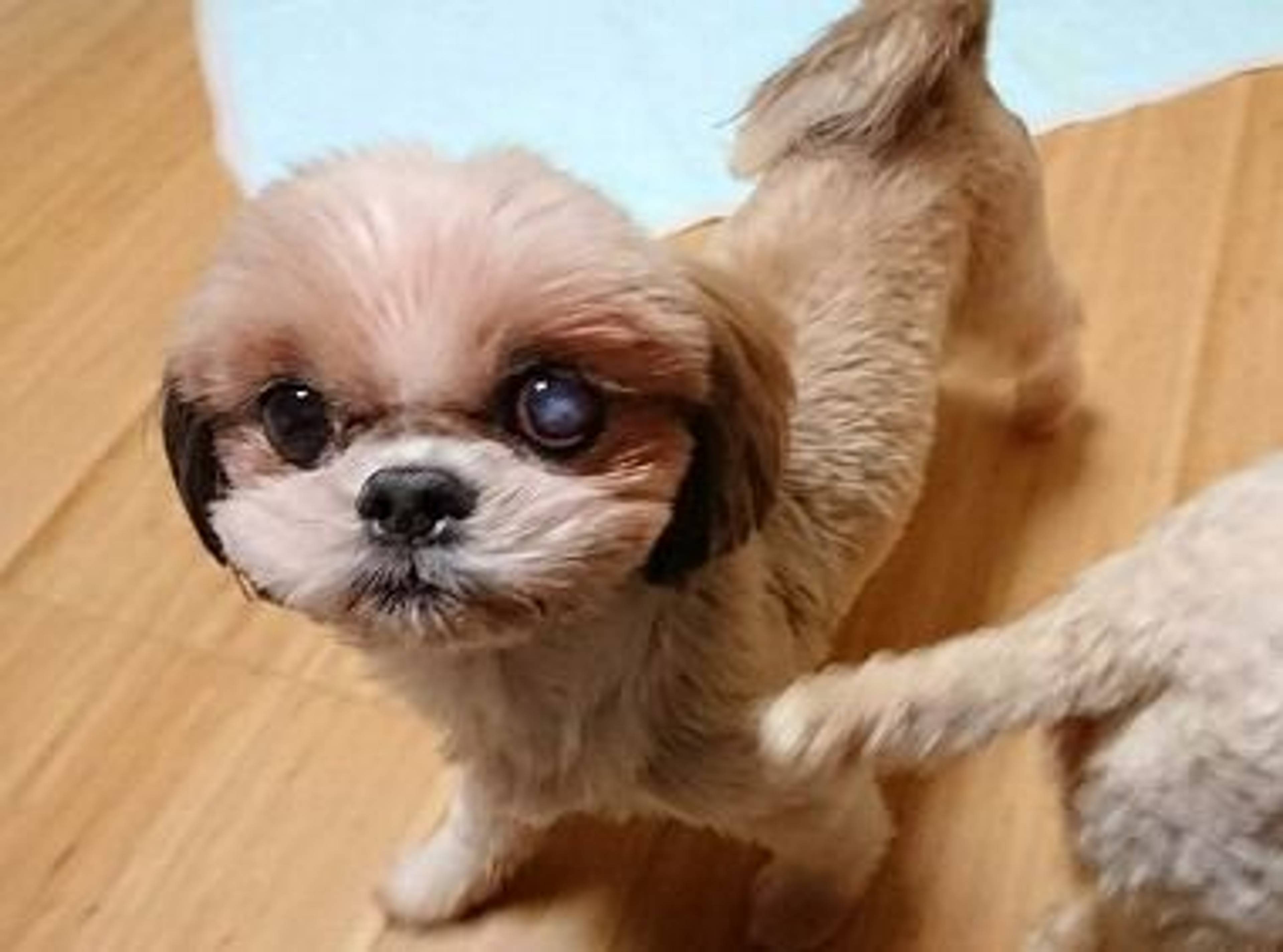シーズー・メスの里親募集の写真