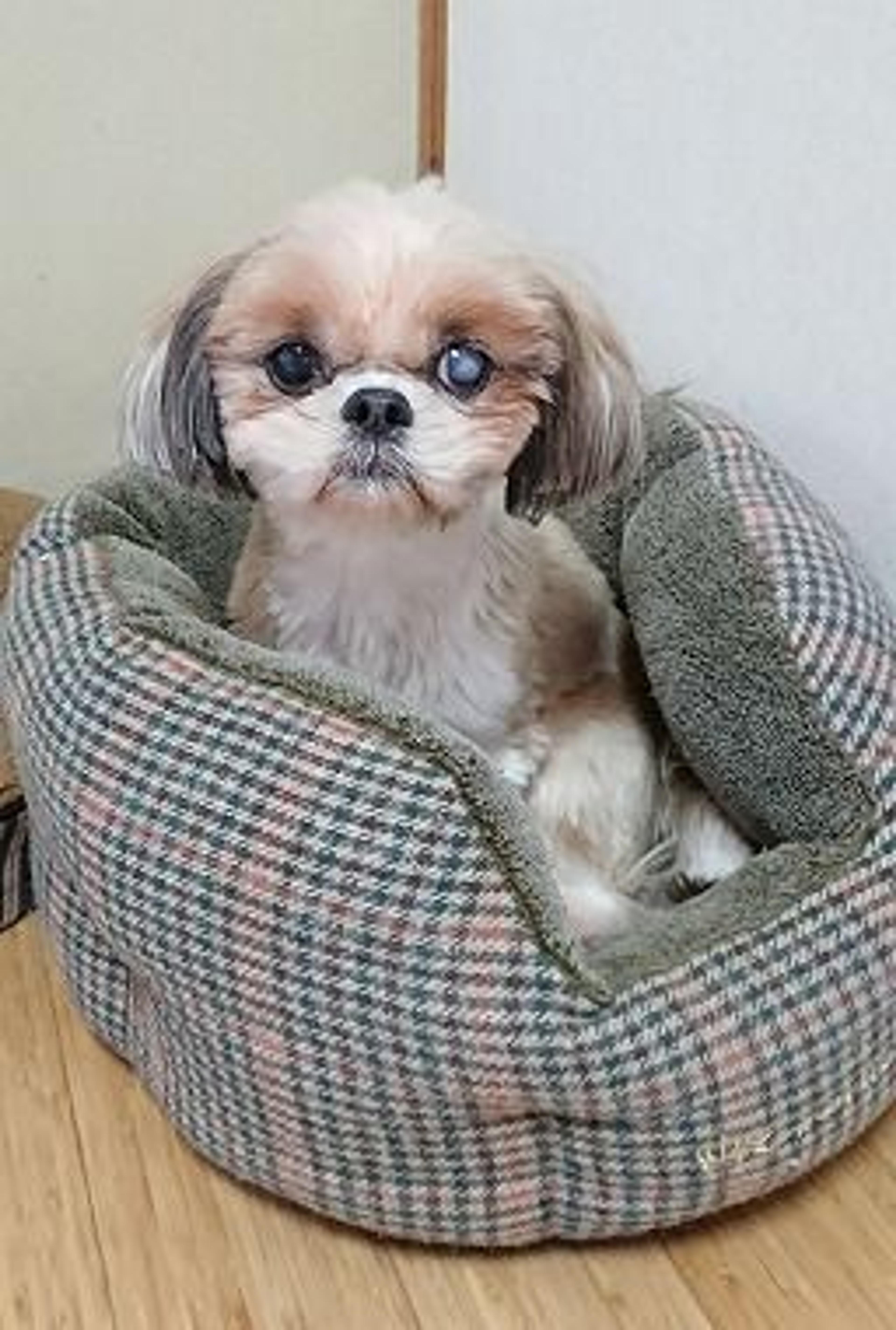 pet-image-2