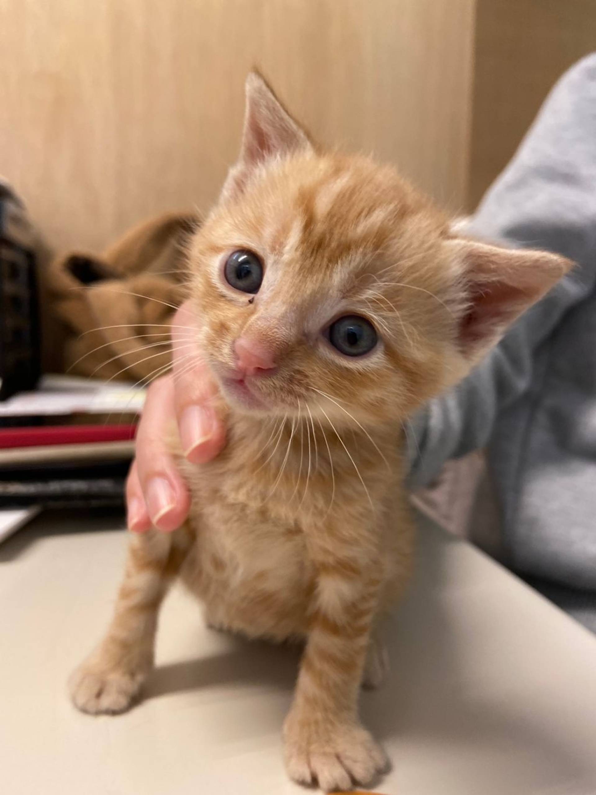 雑種（ミックス猫）・メスの里親募集の写真