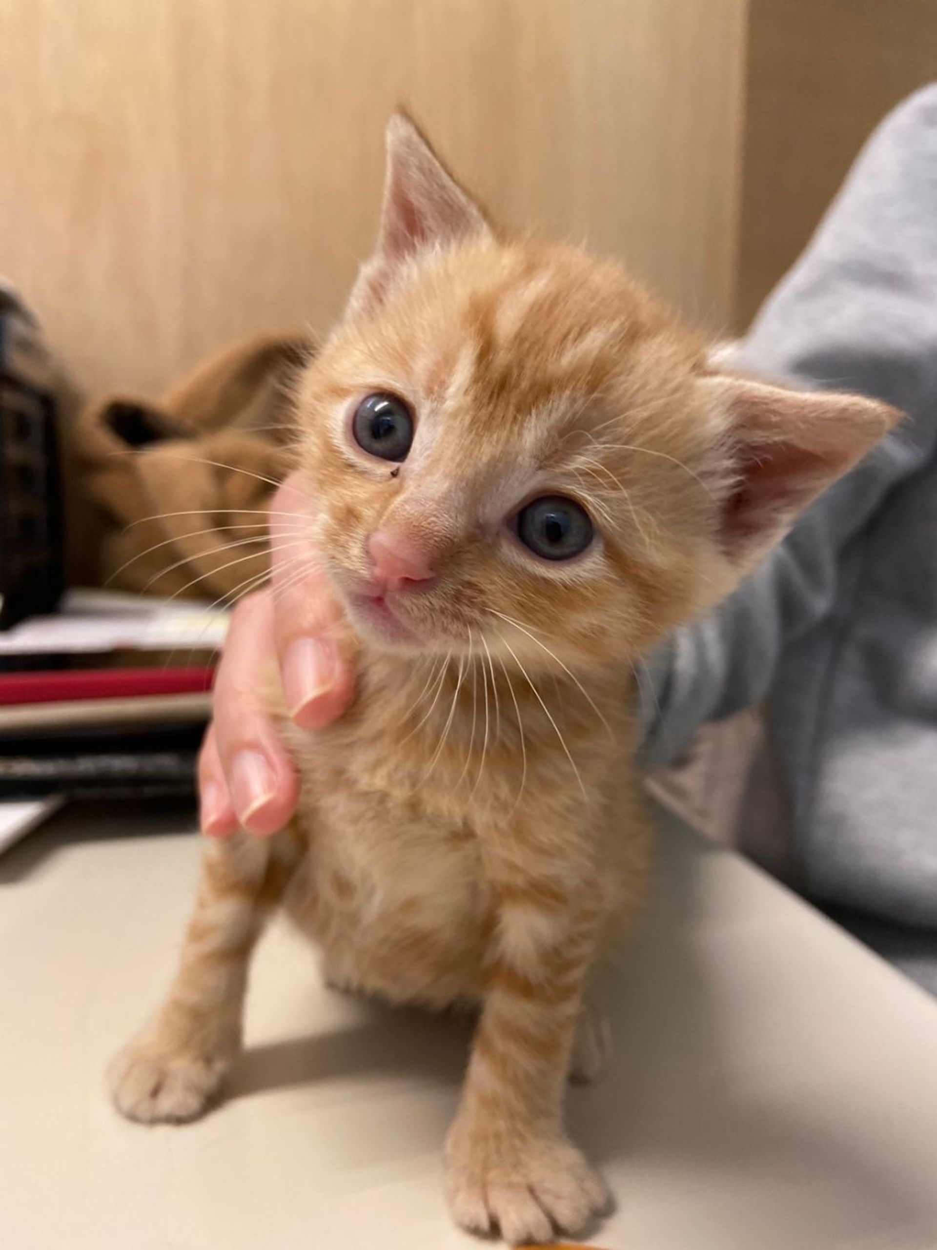 雑種（ミックス猫）・メスの里親募集の写真