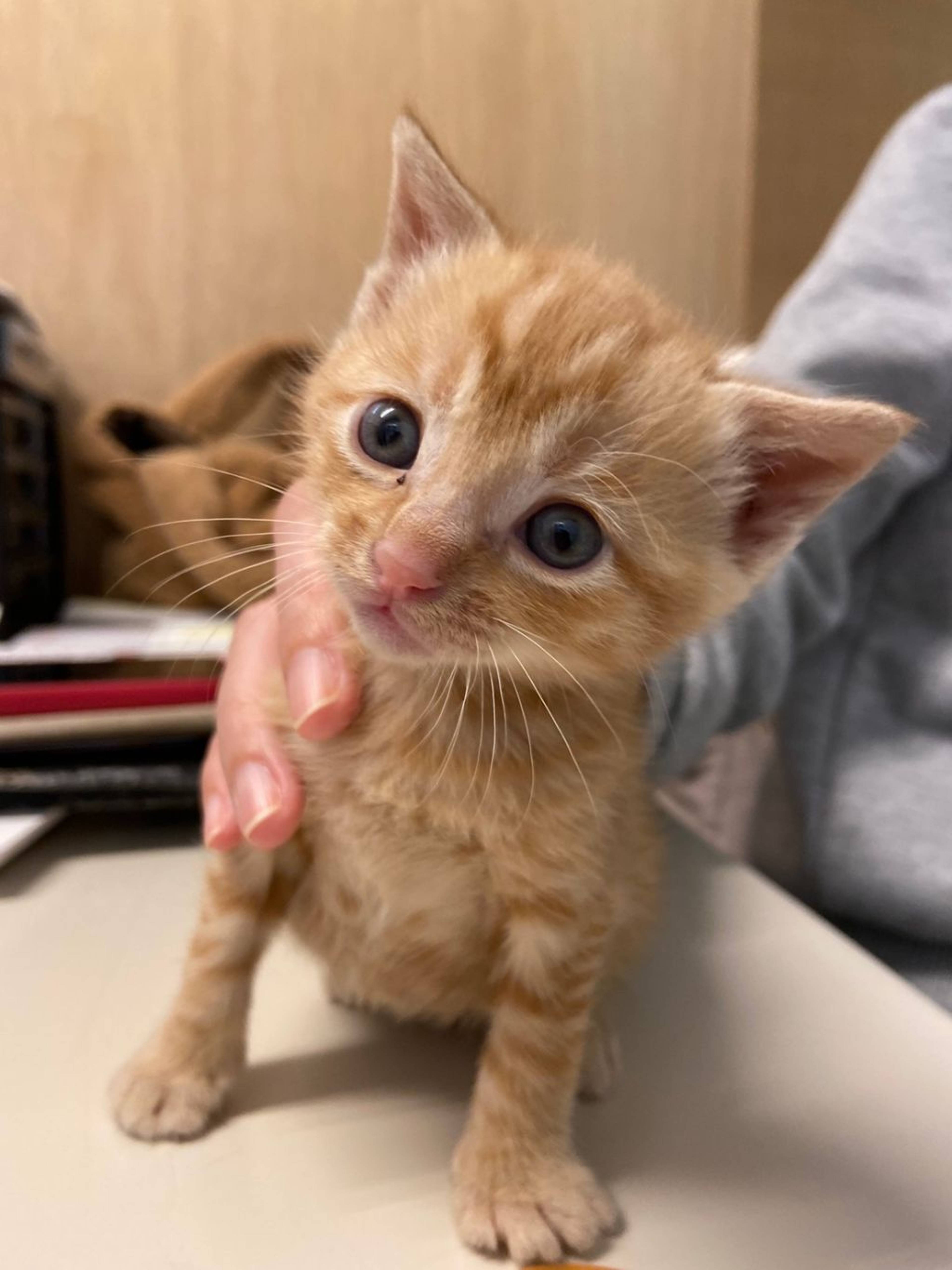 雑種（ミックス猫）・メスの里親募集の写真