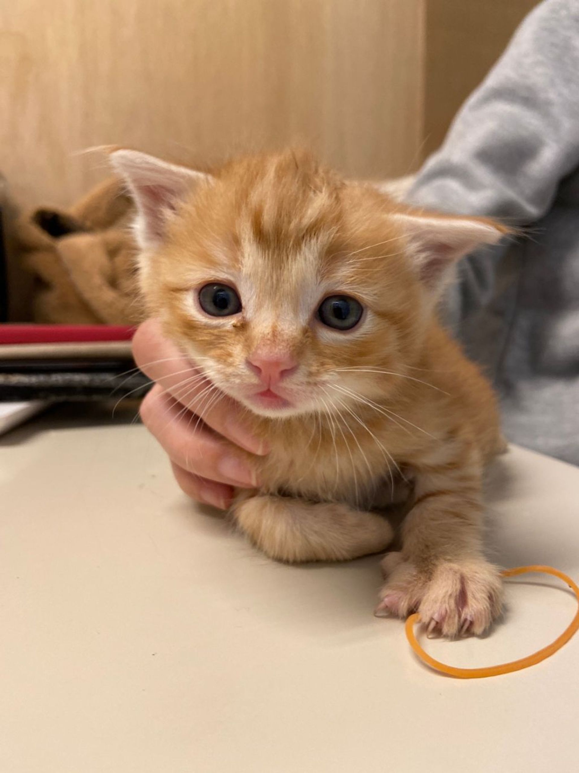 雑種（ミックス猫）・オスの里親募集の写真