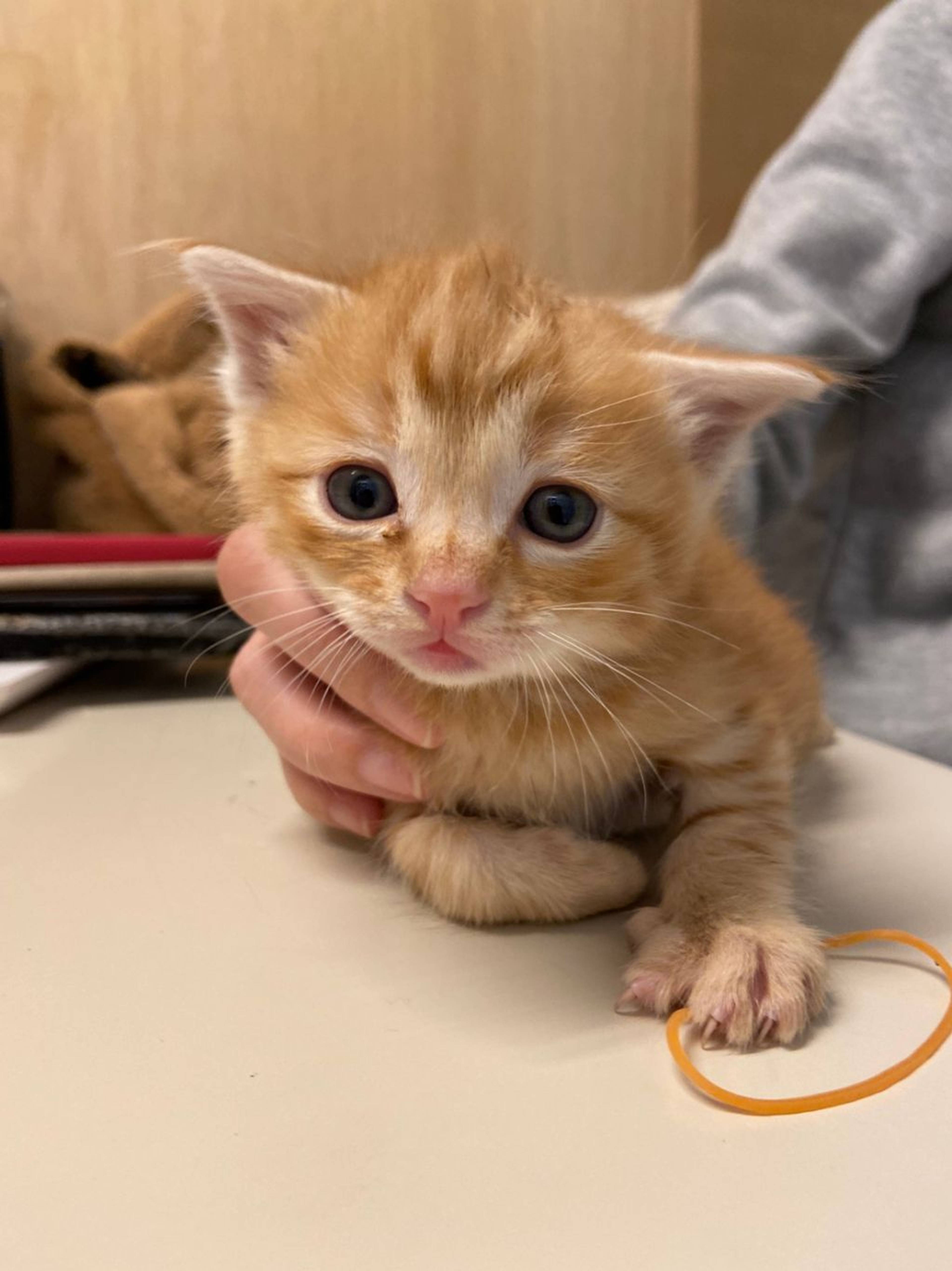 雑種（ミックス猫）・オスの里親募集の写真