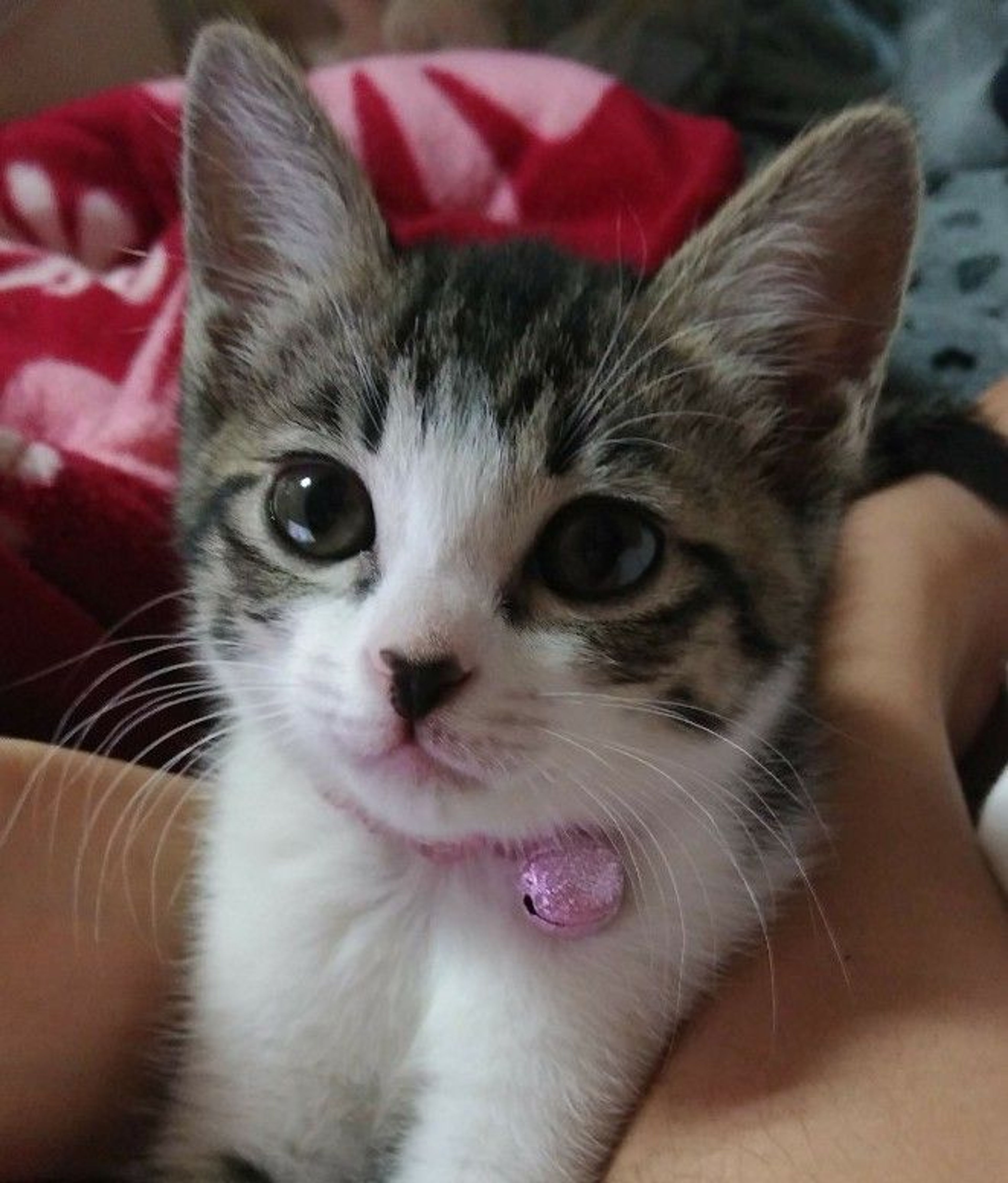 雑種（ミックス猫）・メスの里親募集の写真
