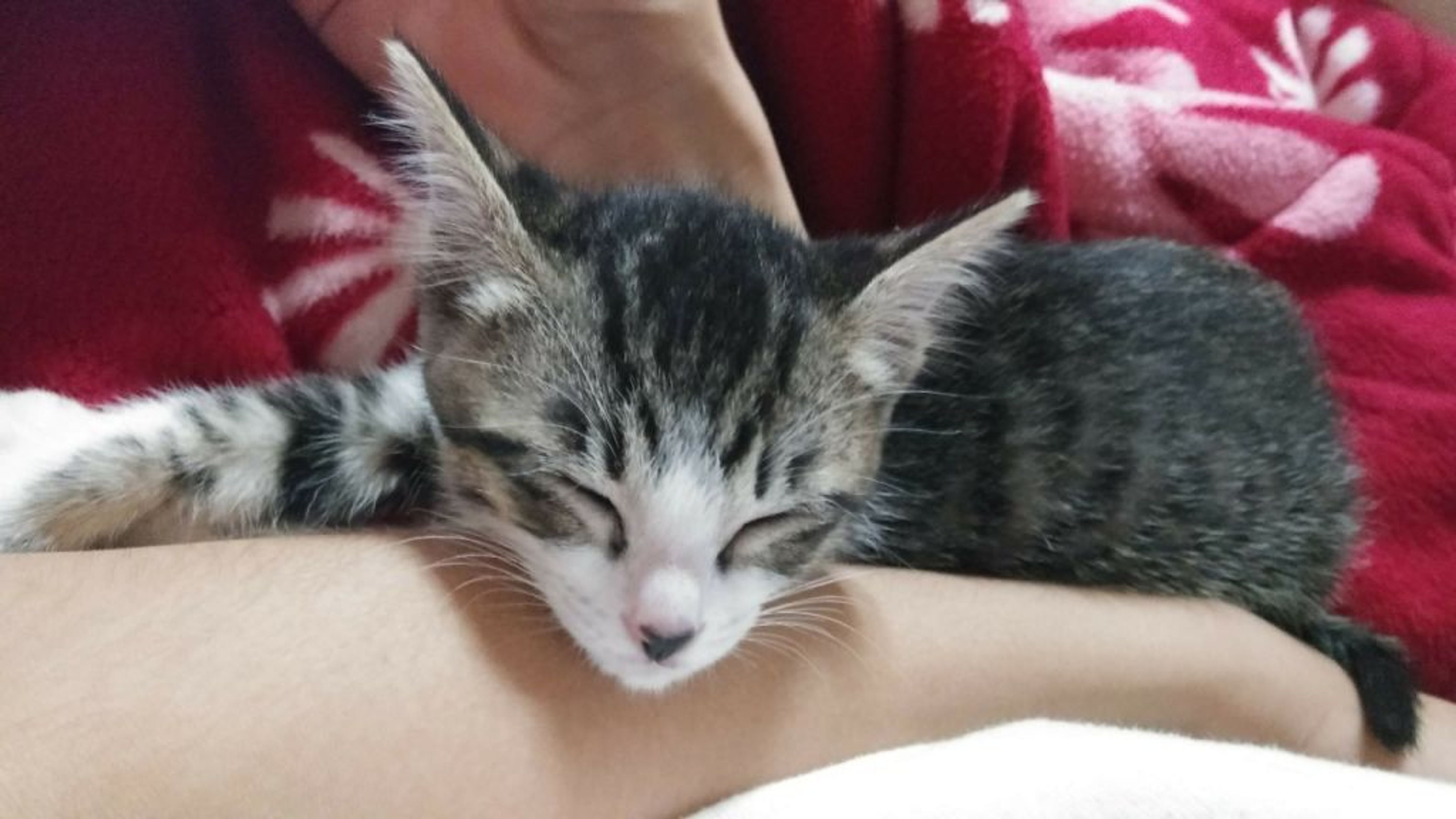 pet-image-2