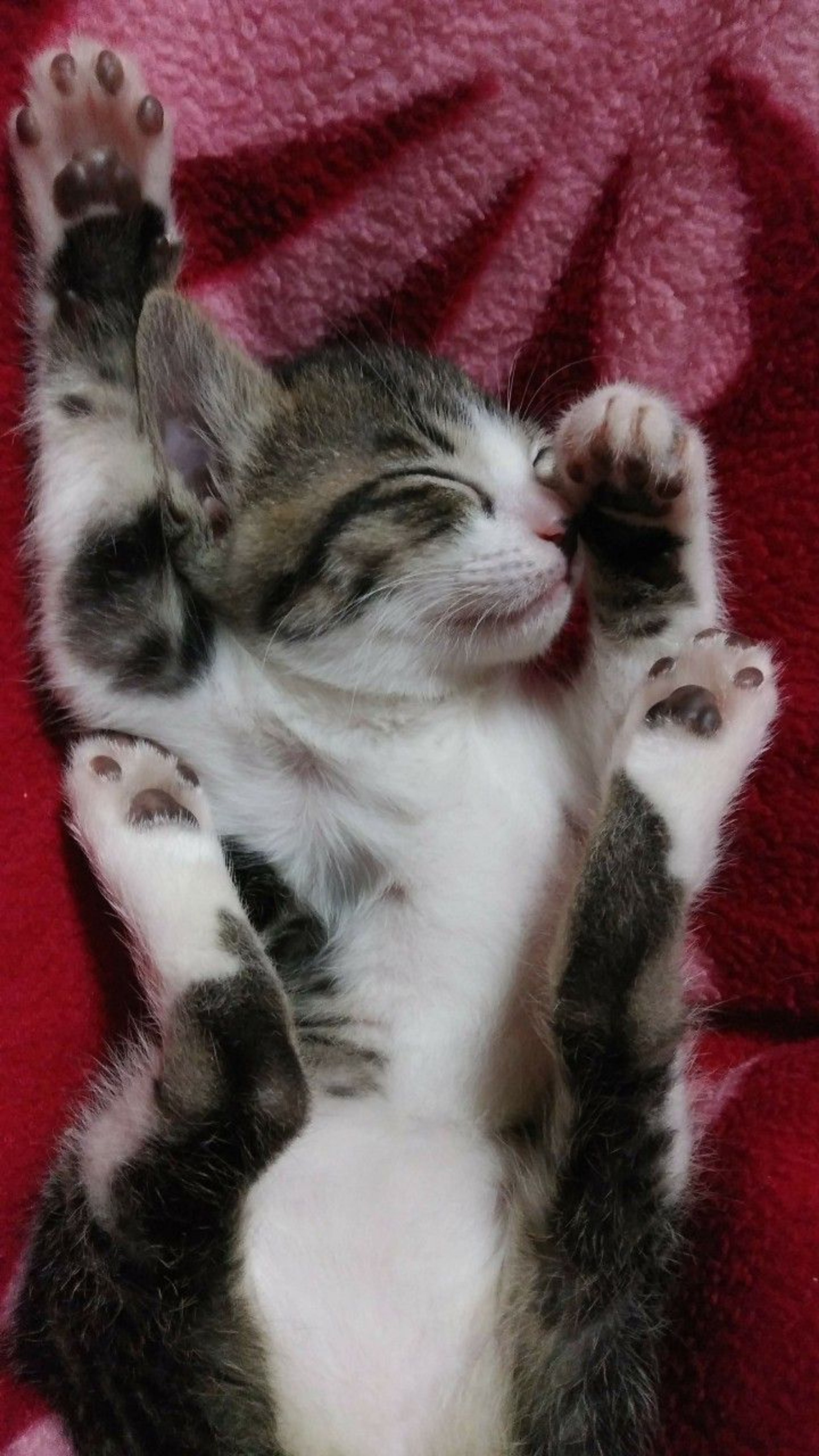 pet-image-3