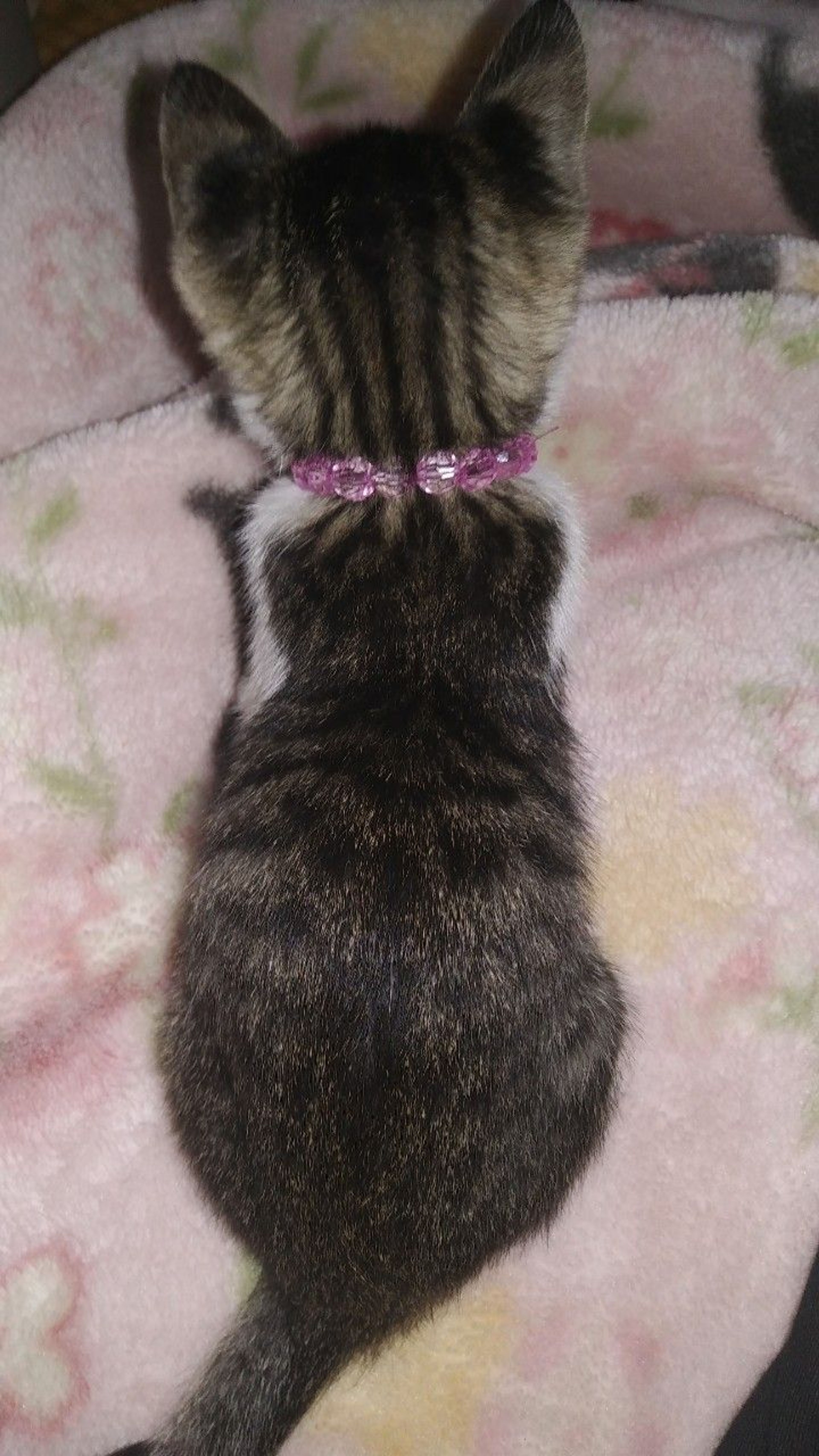 pet-image-4