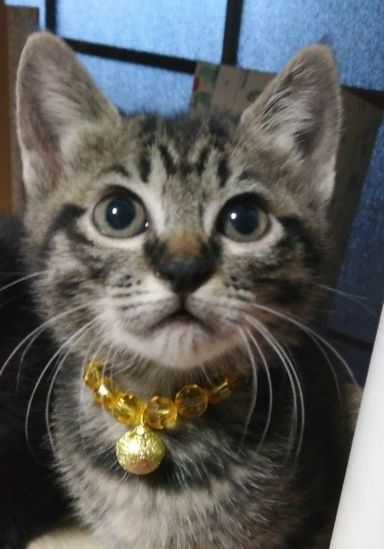 つばきの写真