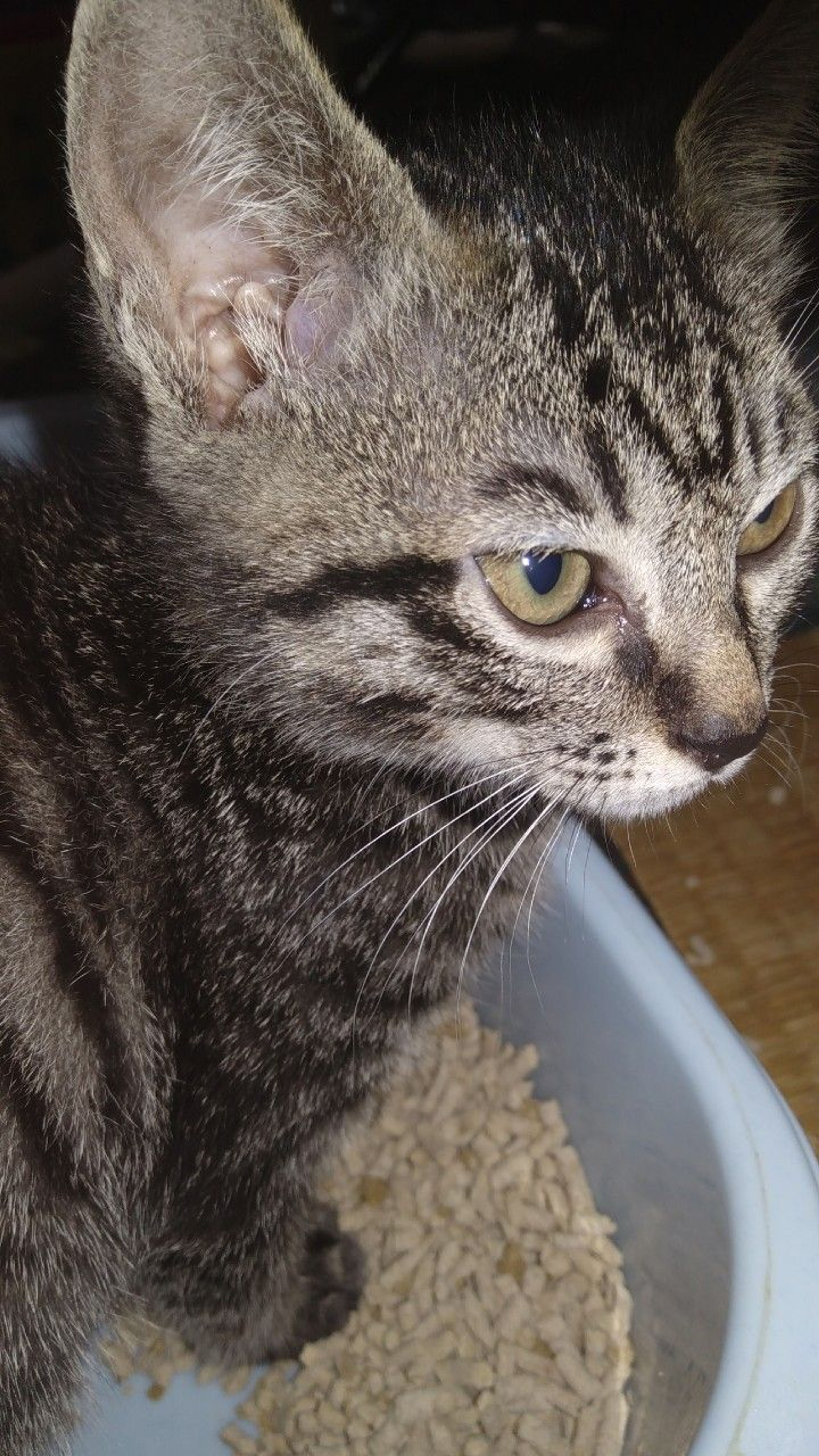 pet-image-4