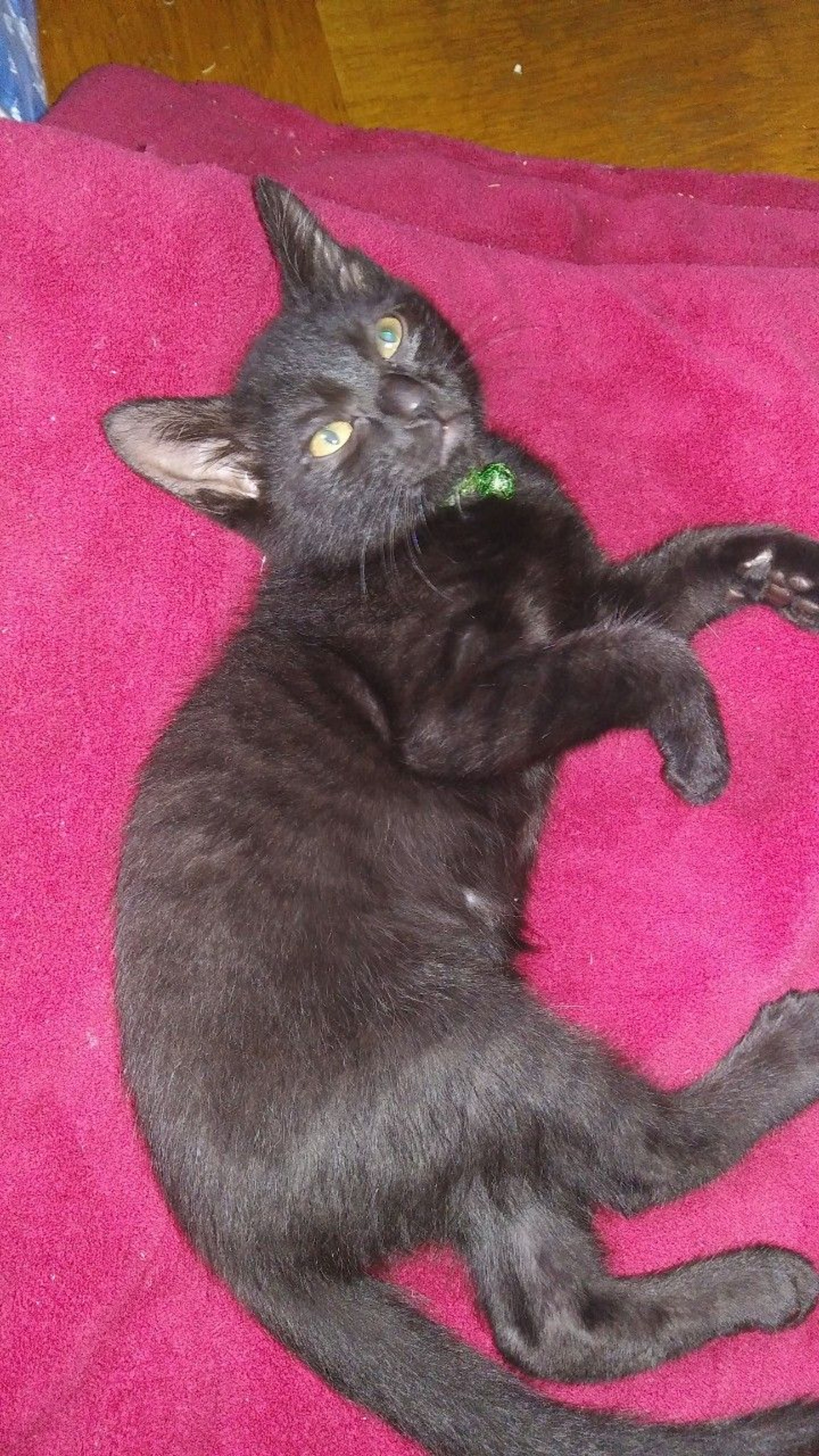 pet-image-3