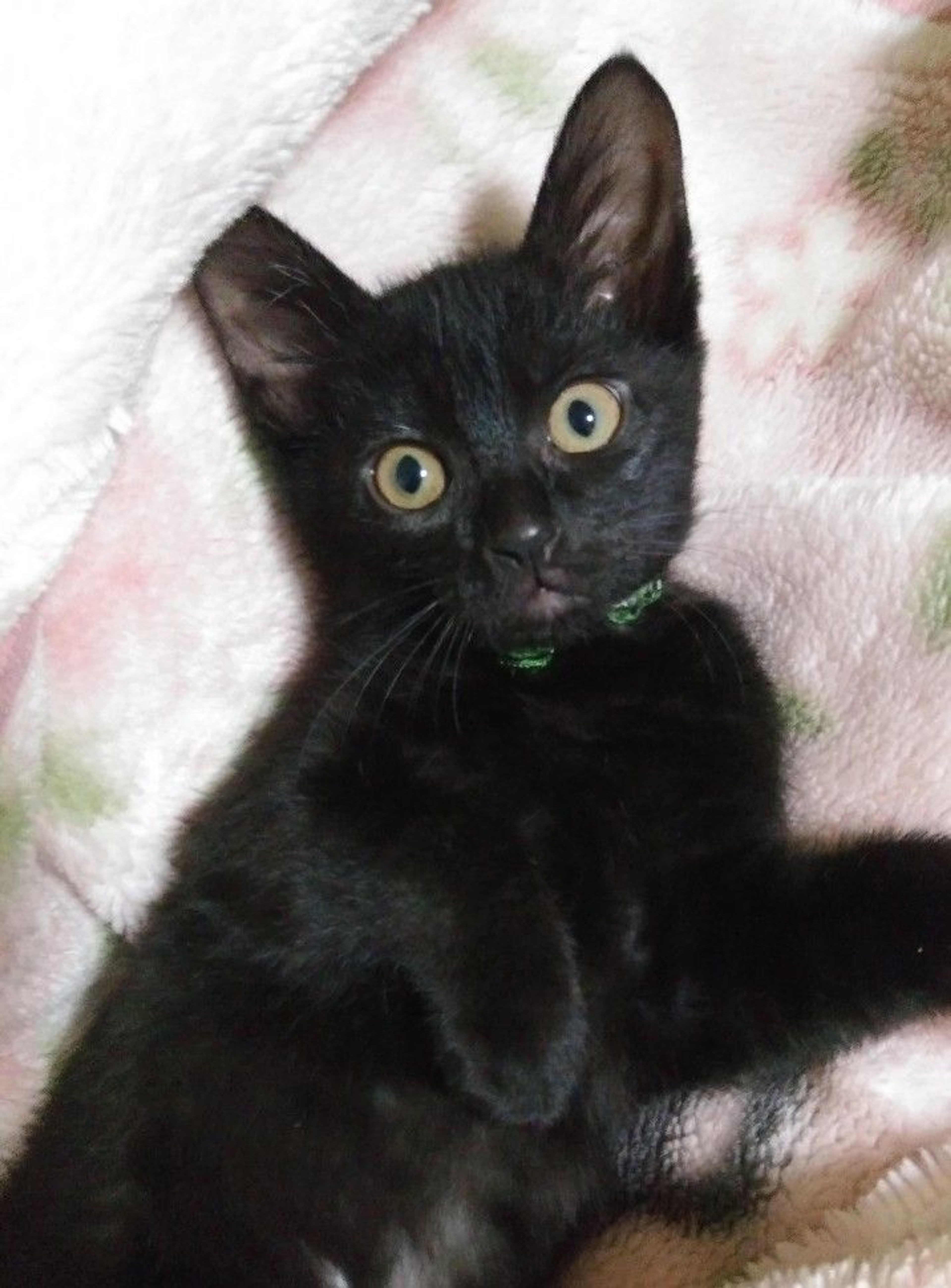 pet-image-4