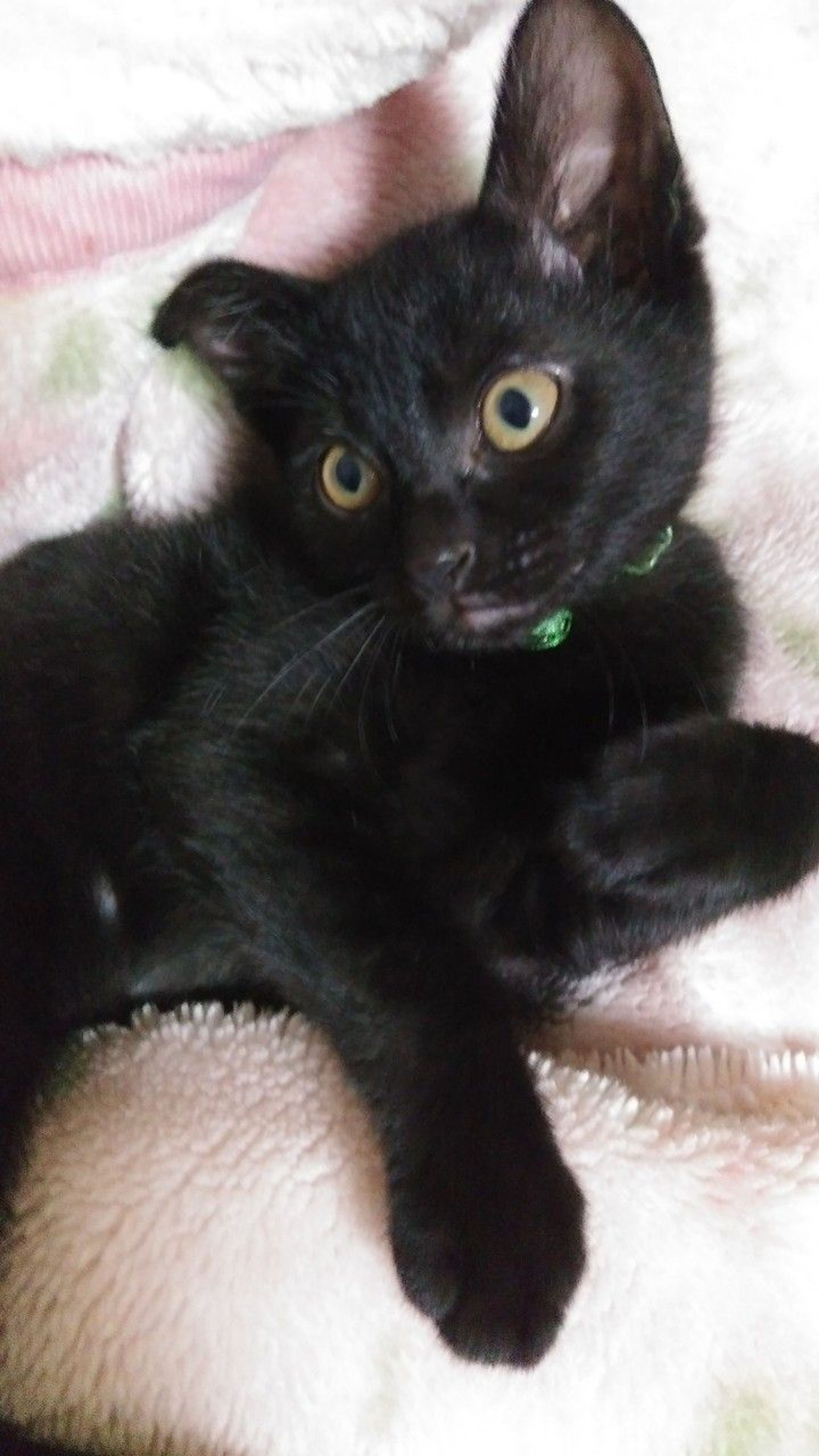 pet-image-5