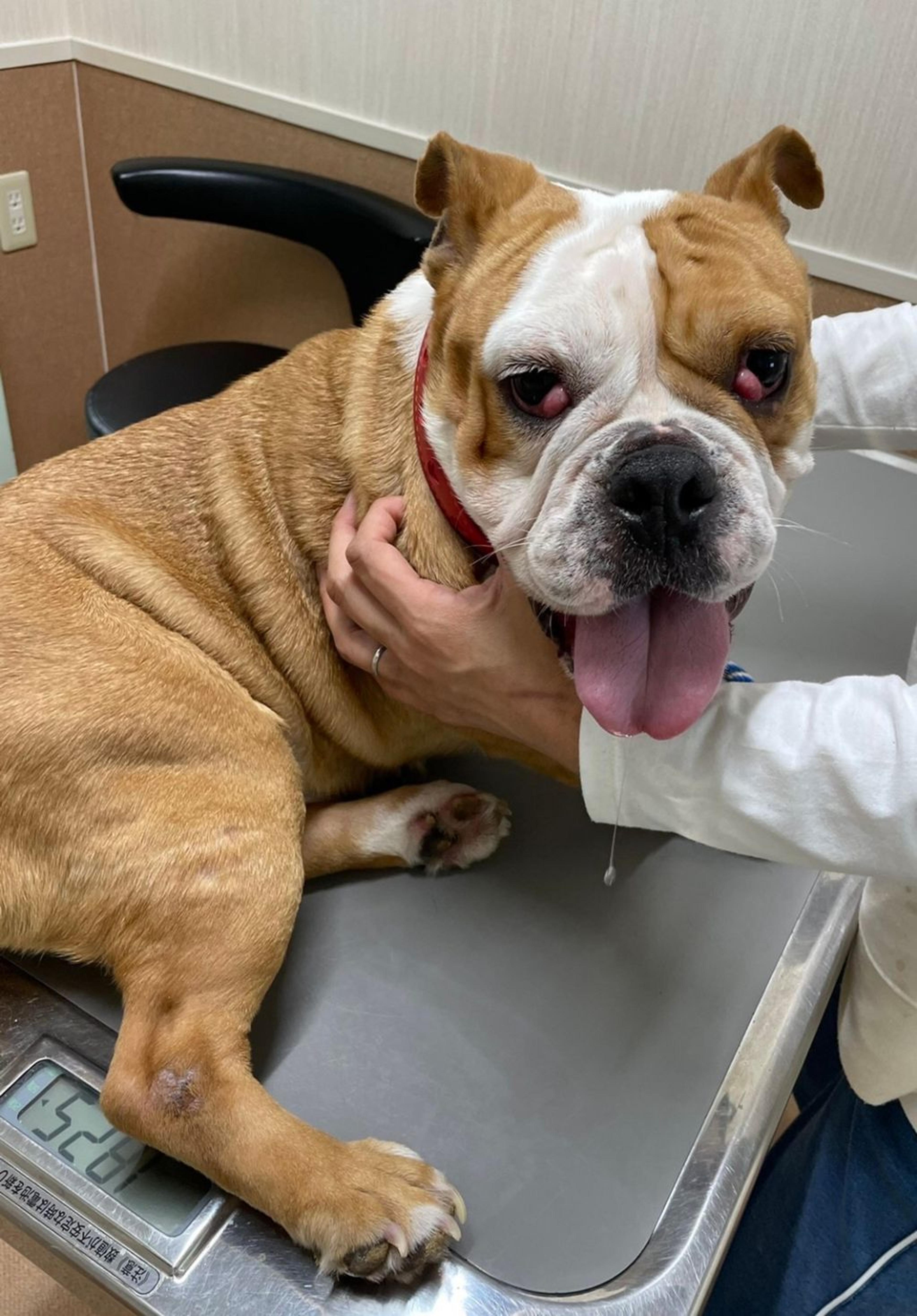 pet-image-2