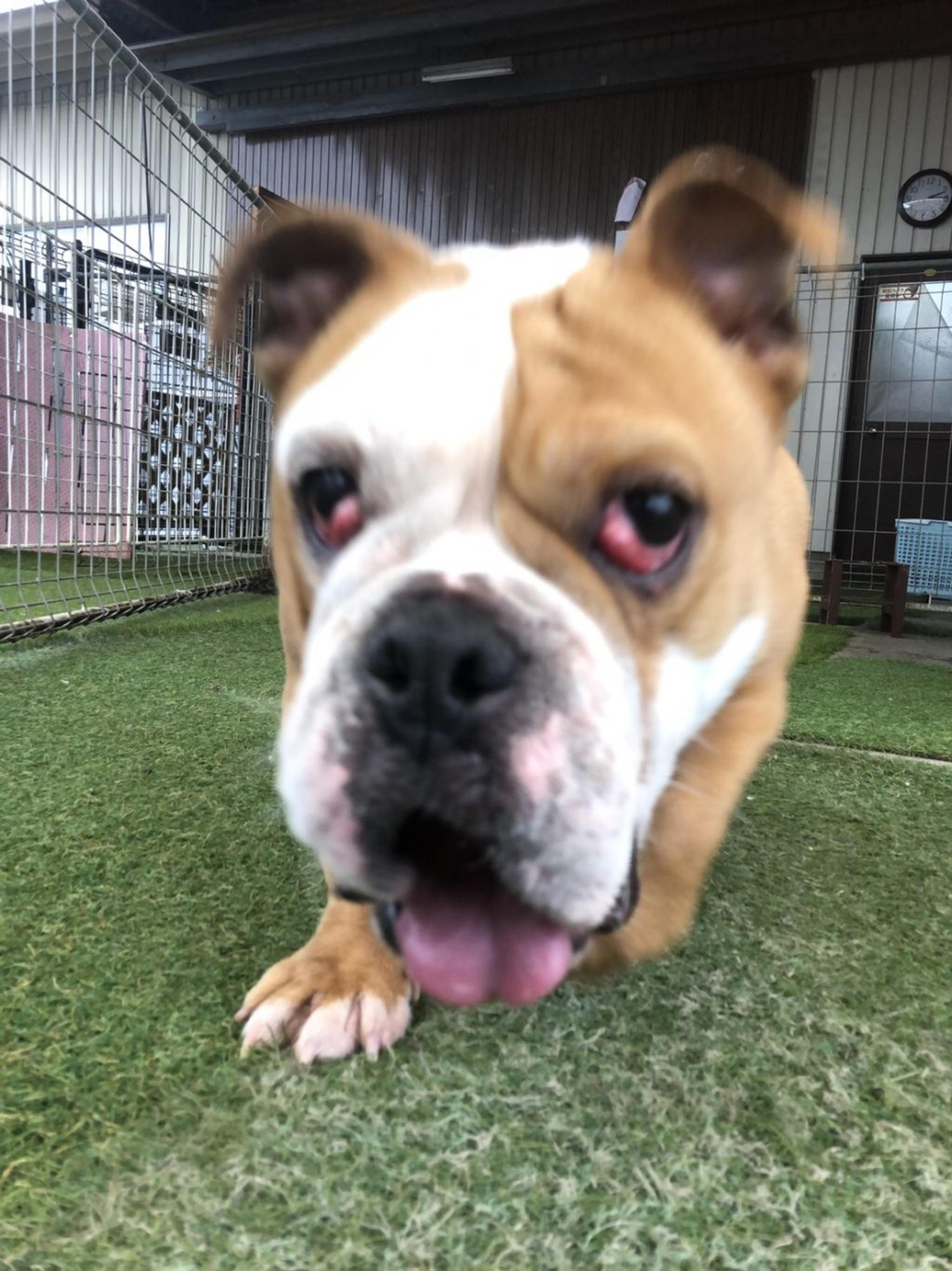 pet-image-3