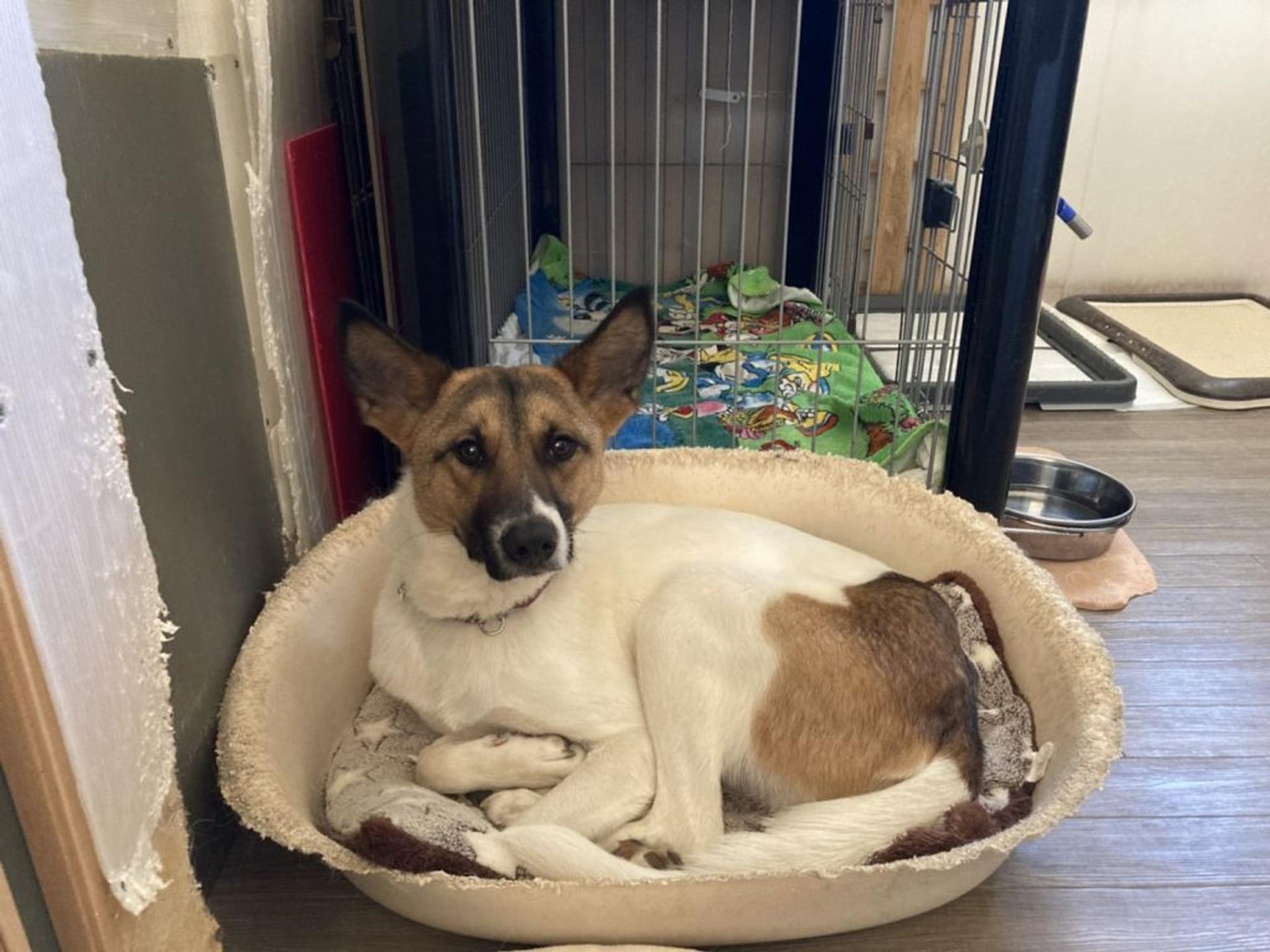 pet-image-5