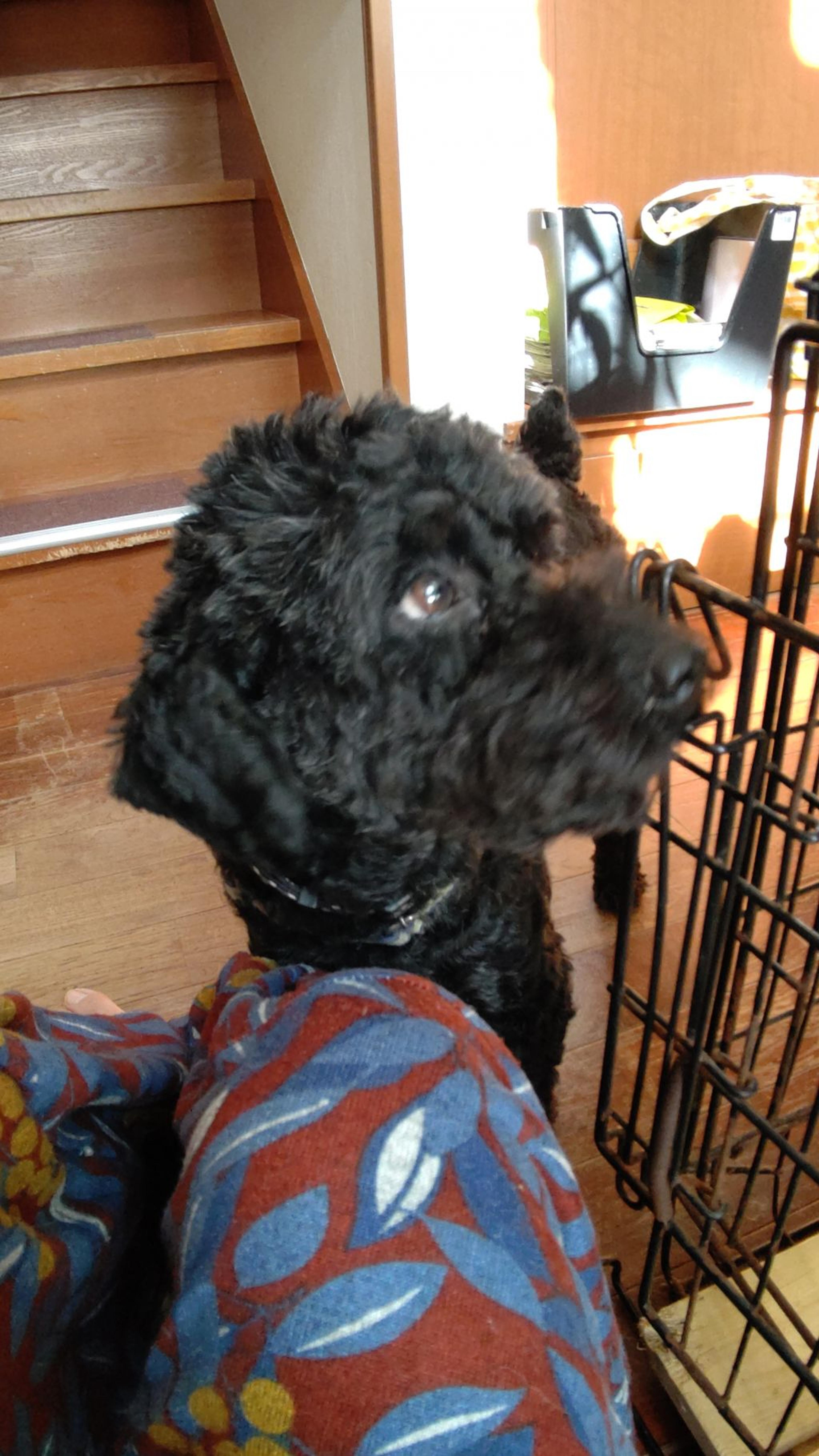 pet-image-2