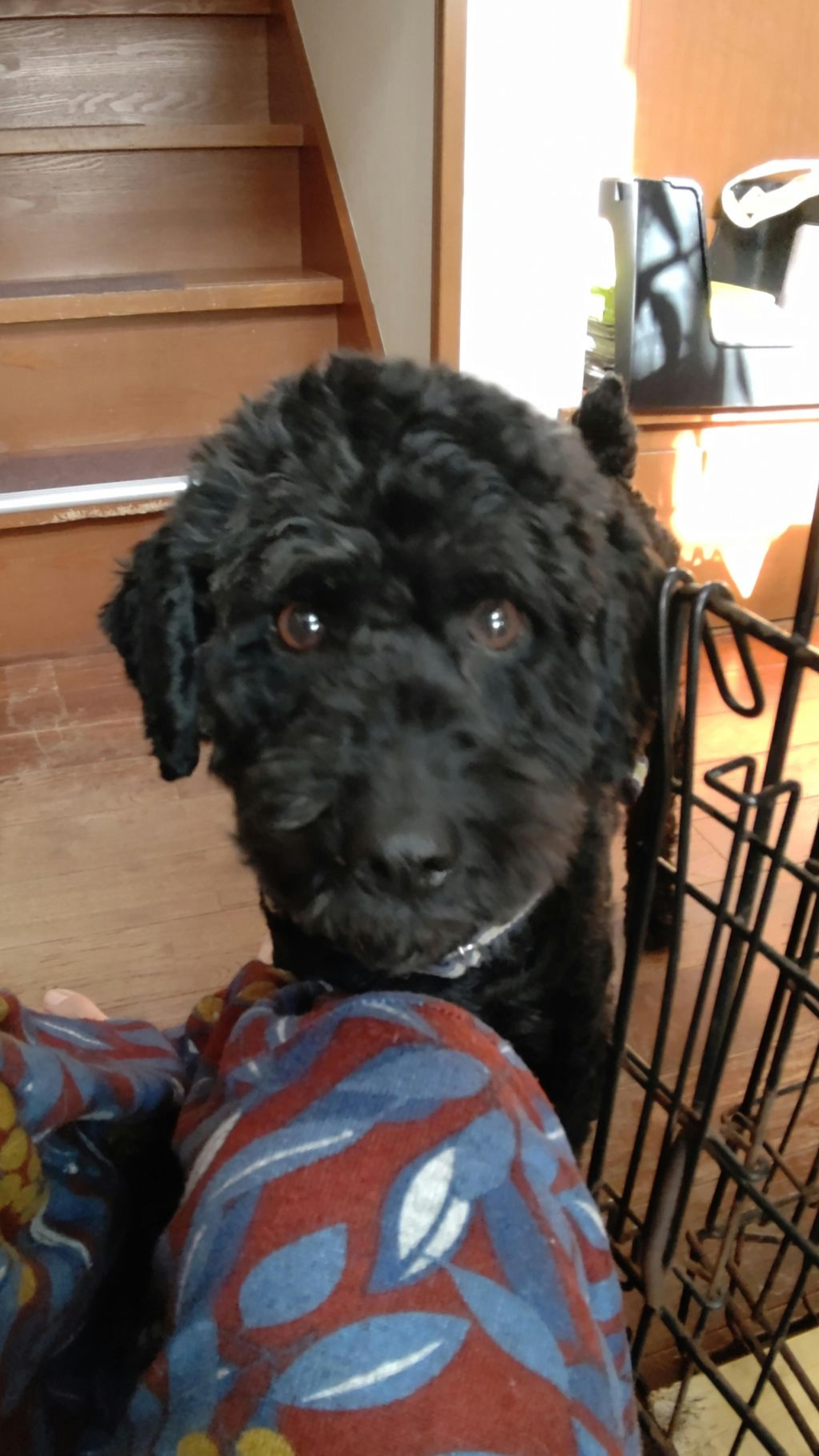pet-image-3