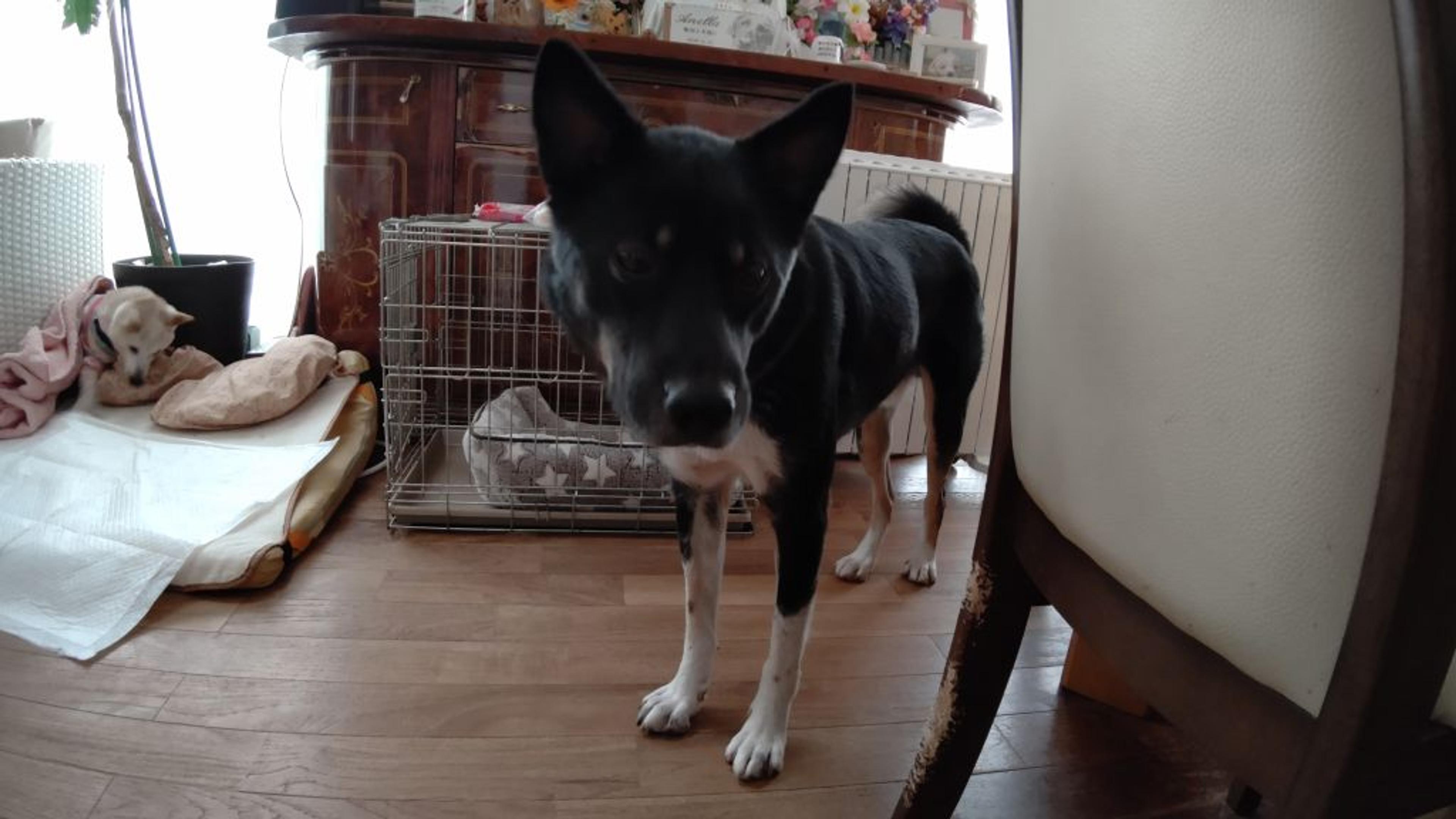 pet-image-2