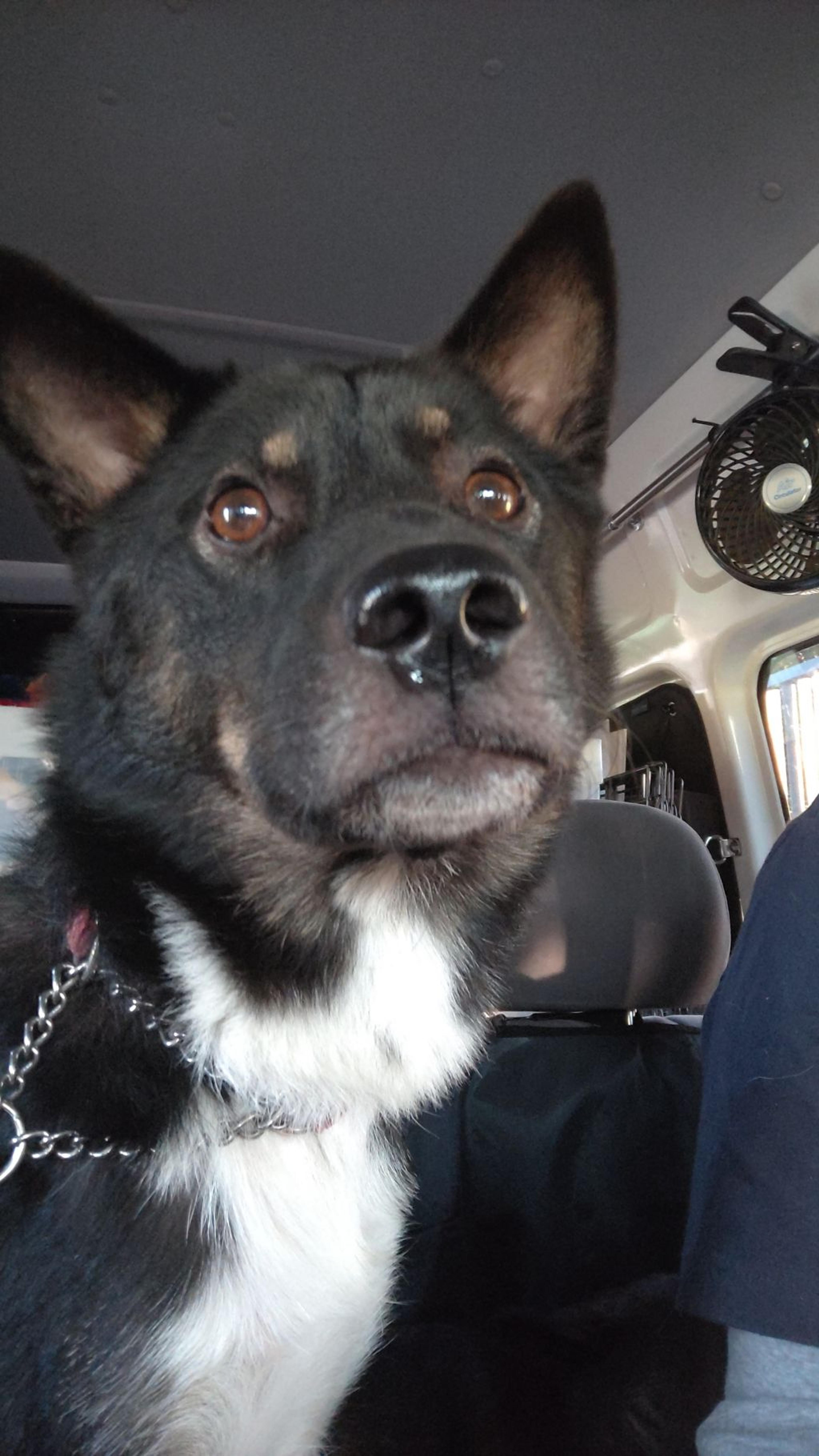 pet-image-4