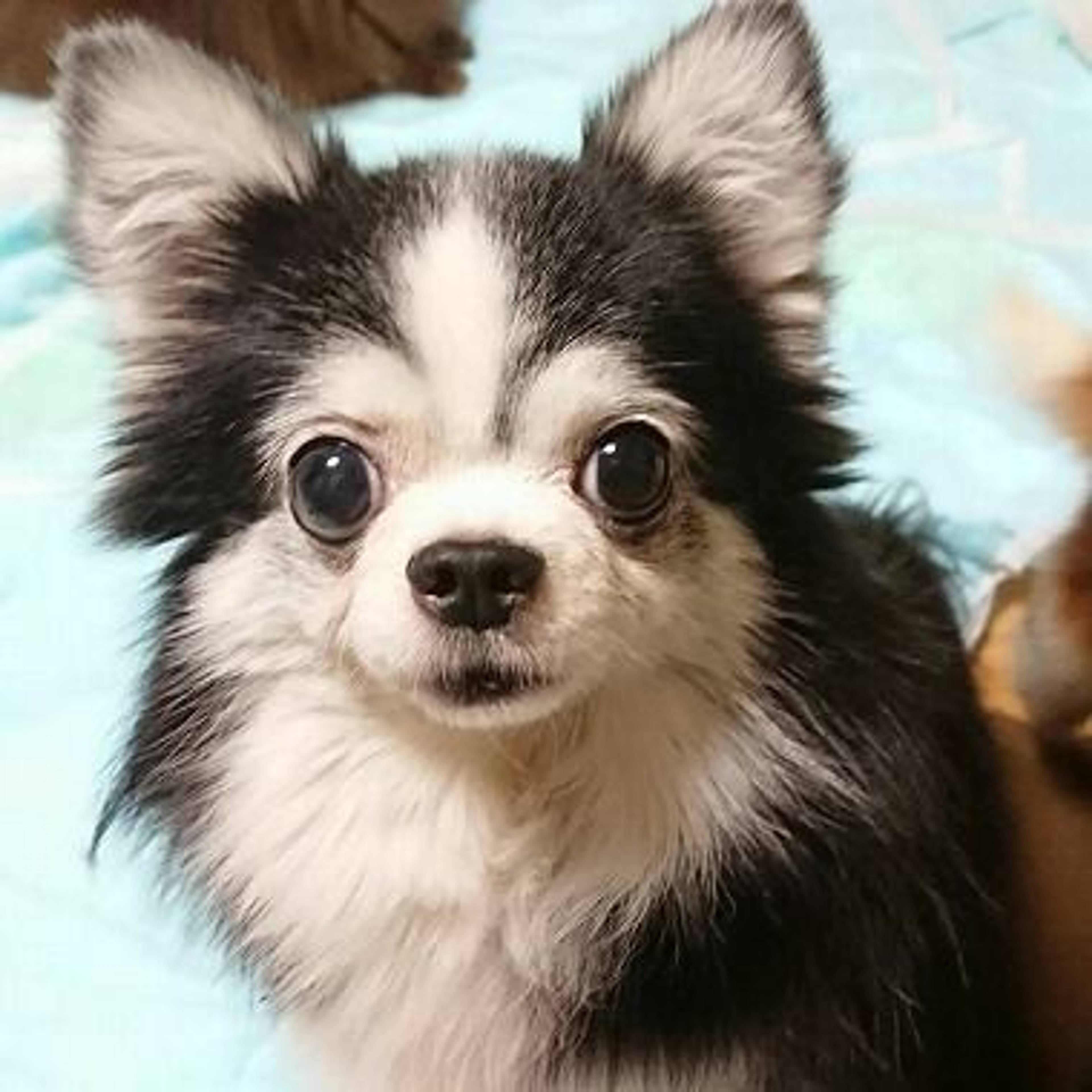 チワワ・オスの里親募集の写真