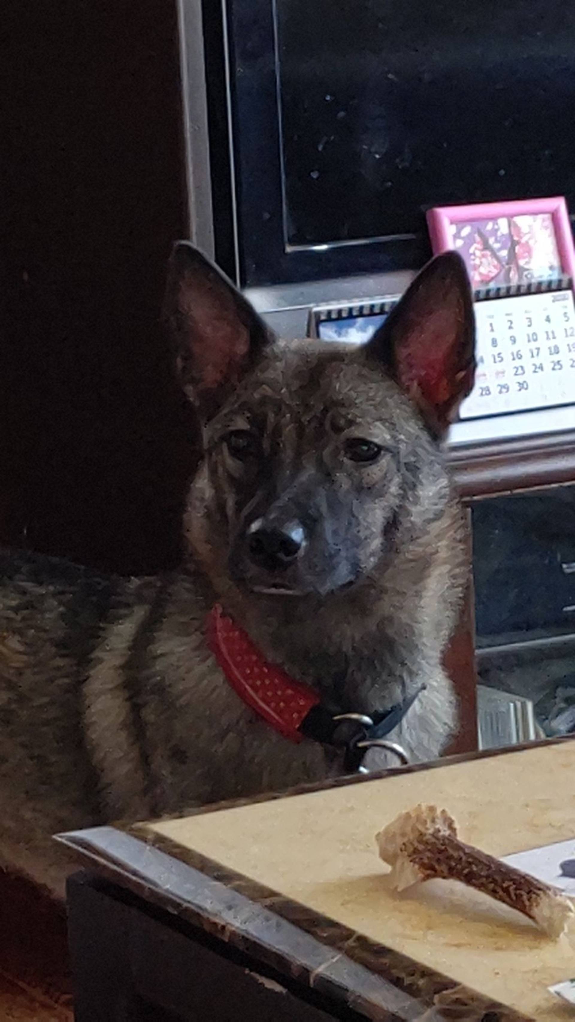 雑種（ミックス犬）・メスの里親募集の写真