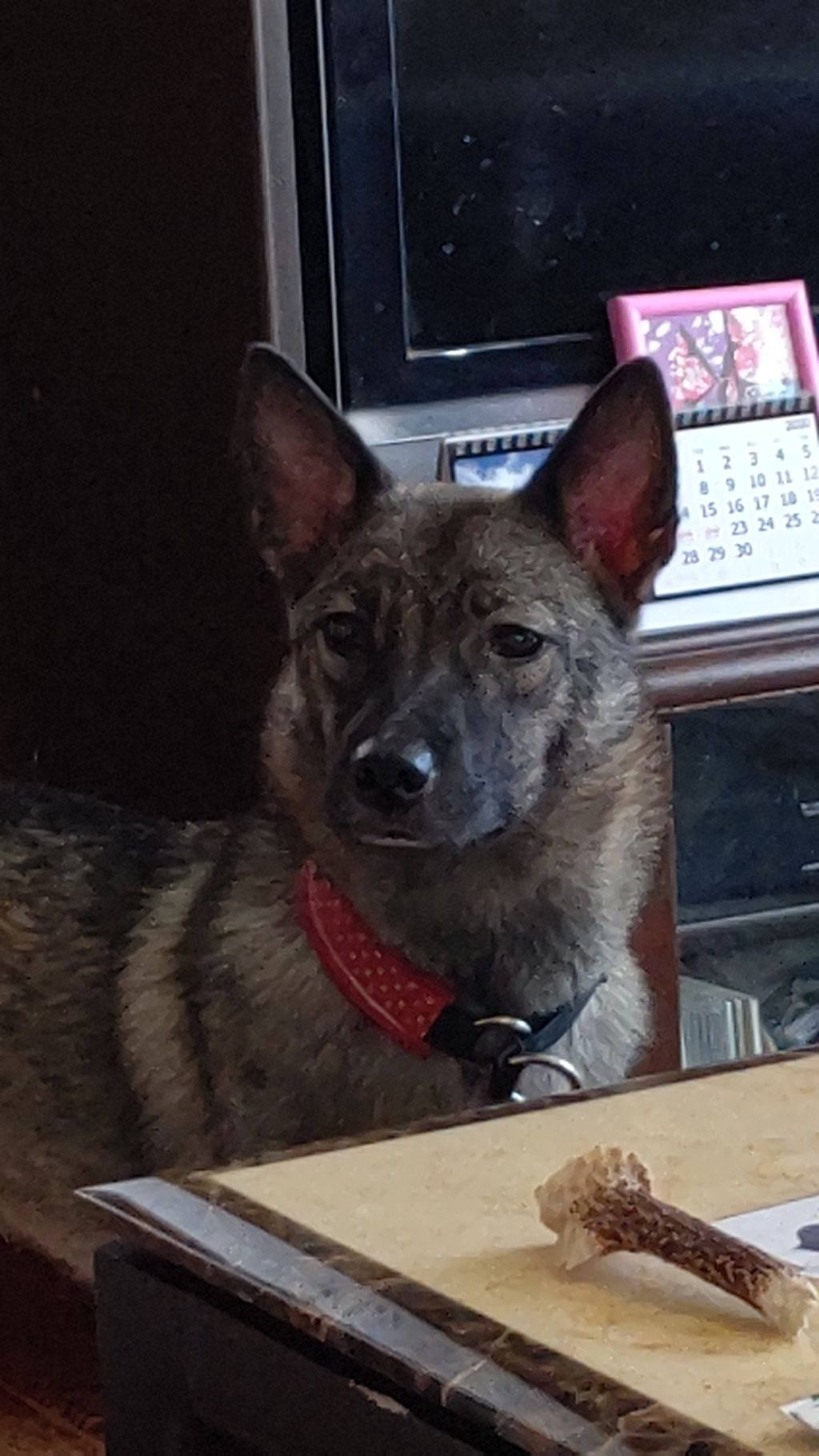 雑種（ミックス犬）・メスの里親募集の写真